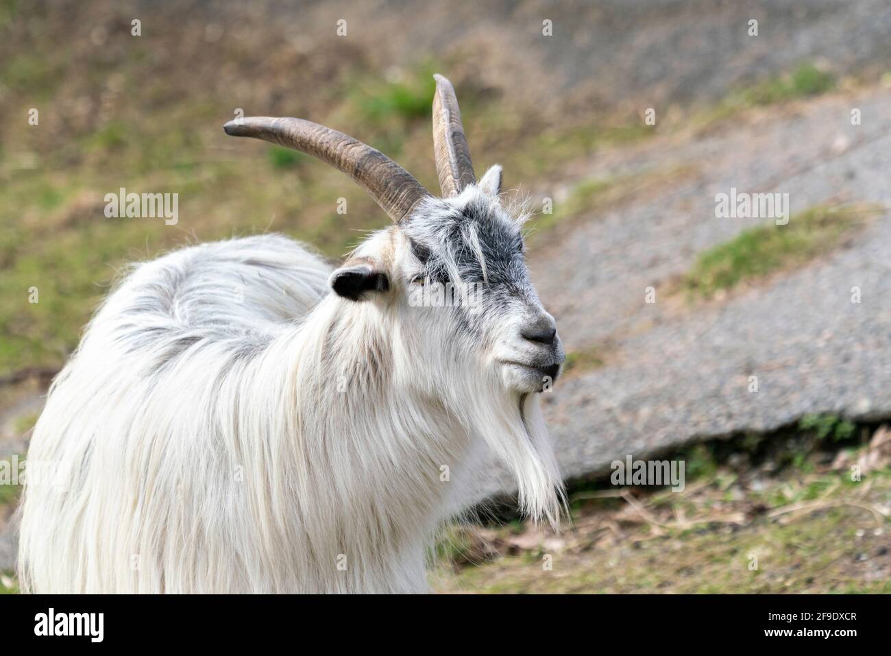 Goat Landrace Jamtgoat im Slotsskogen Zoo halten traditionelle Tiere Stockfoto