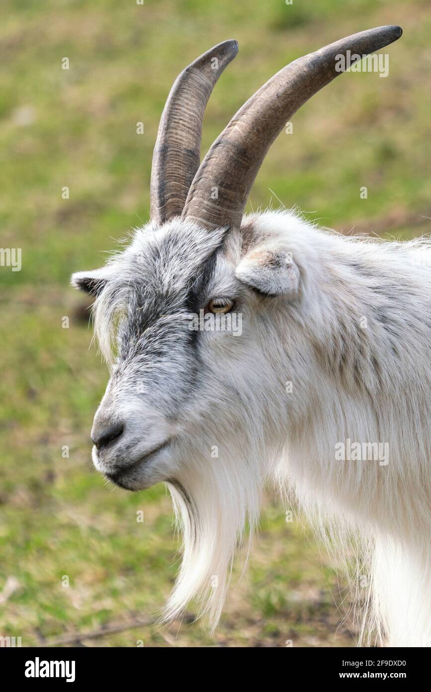 Goat Landrace Jamtgoat im Slotsskogen Zoo halten traditionelle Tiere Stockfoto