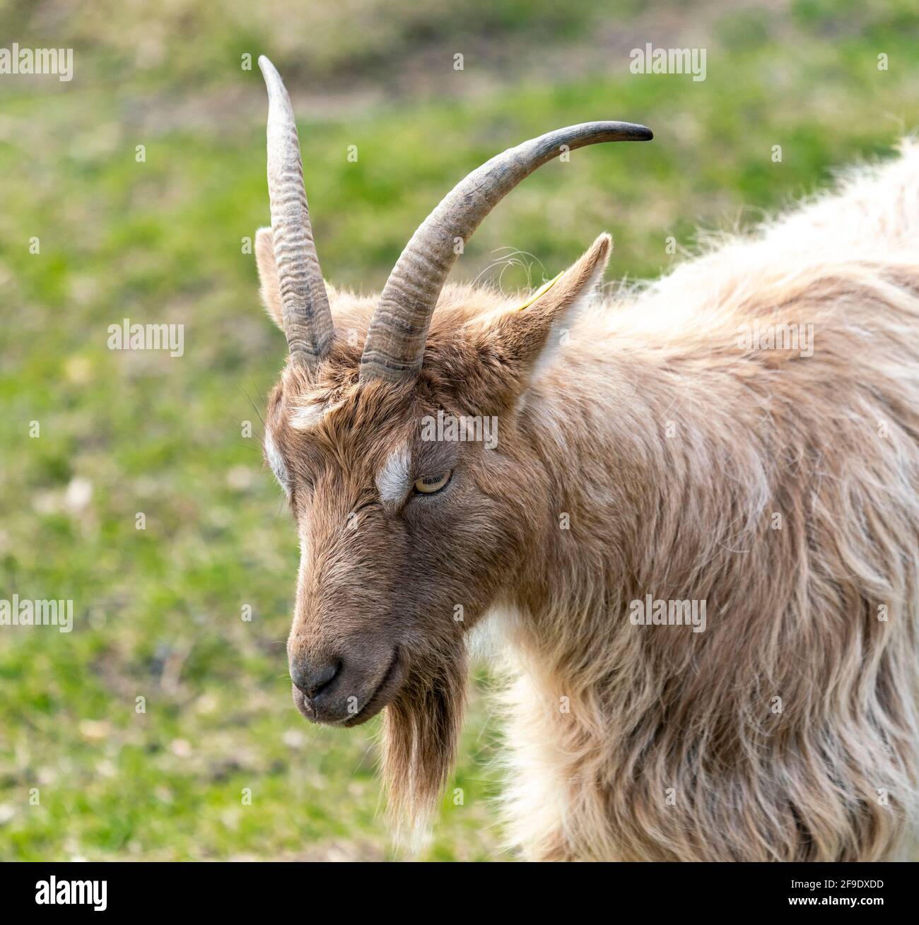 Goat Landrace Jamtgoat im Slotsskogen Zoo halten traditionelle Tiere Stockfoto