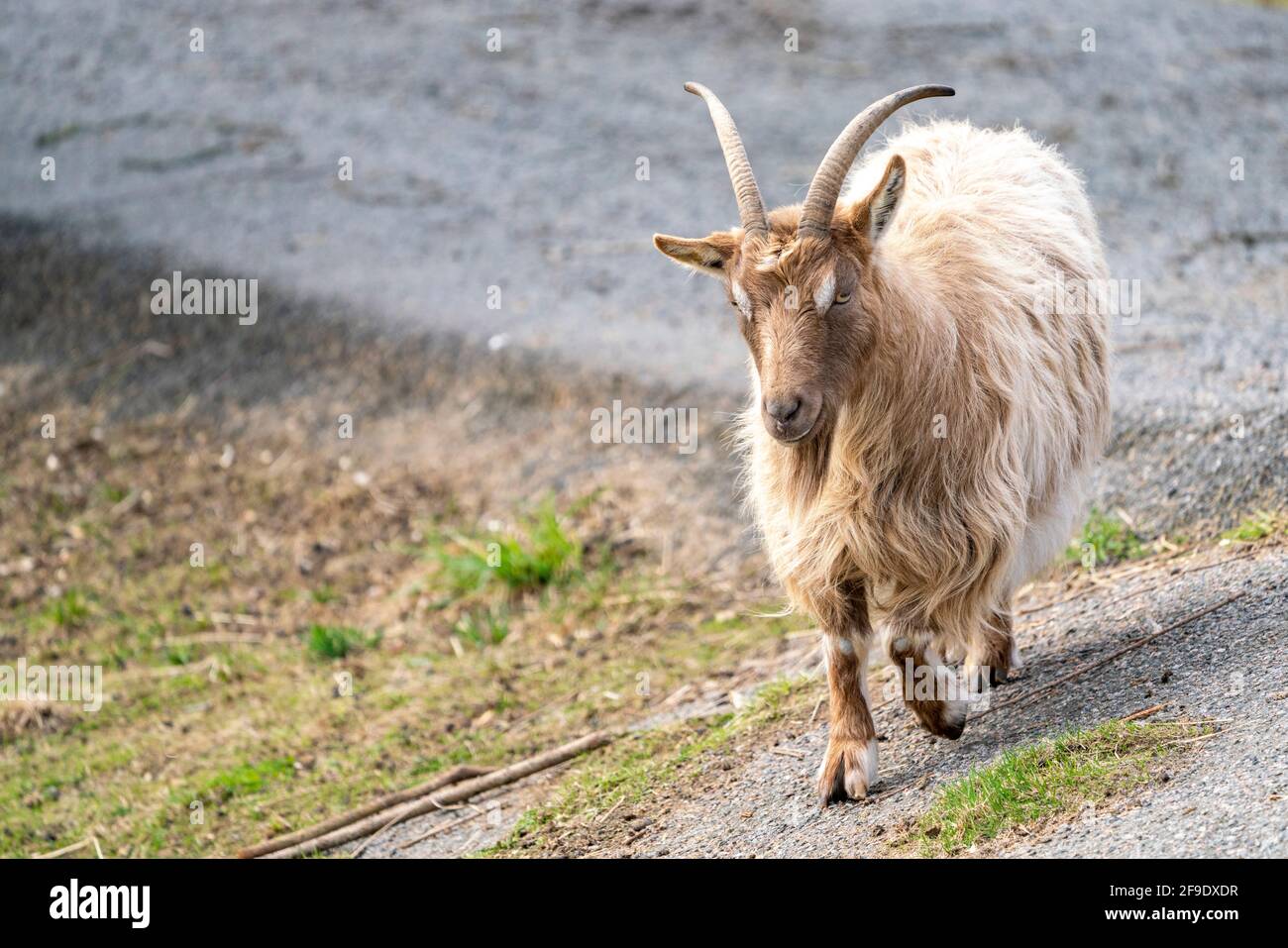 Goat Landrace Jamtgoat im Slotsskogen Zoo halten traditionelle Tiere Stockfoto