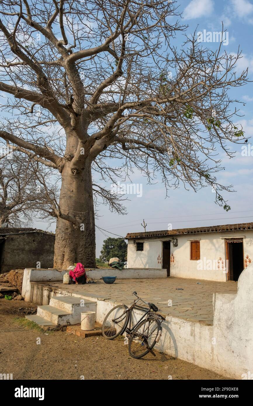 Mandu, Indien - 2021. März: Eine Frau, die am 15. März 2021 in Mandu, Madhya Pradesh, Indien, unter einem Baobab-Baum Geschirr abspült. Stockfoto