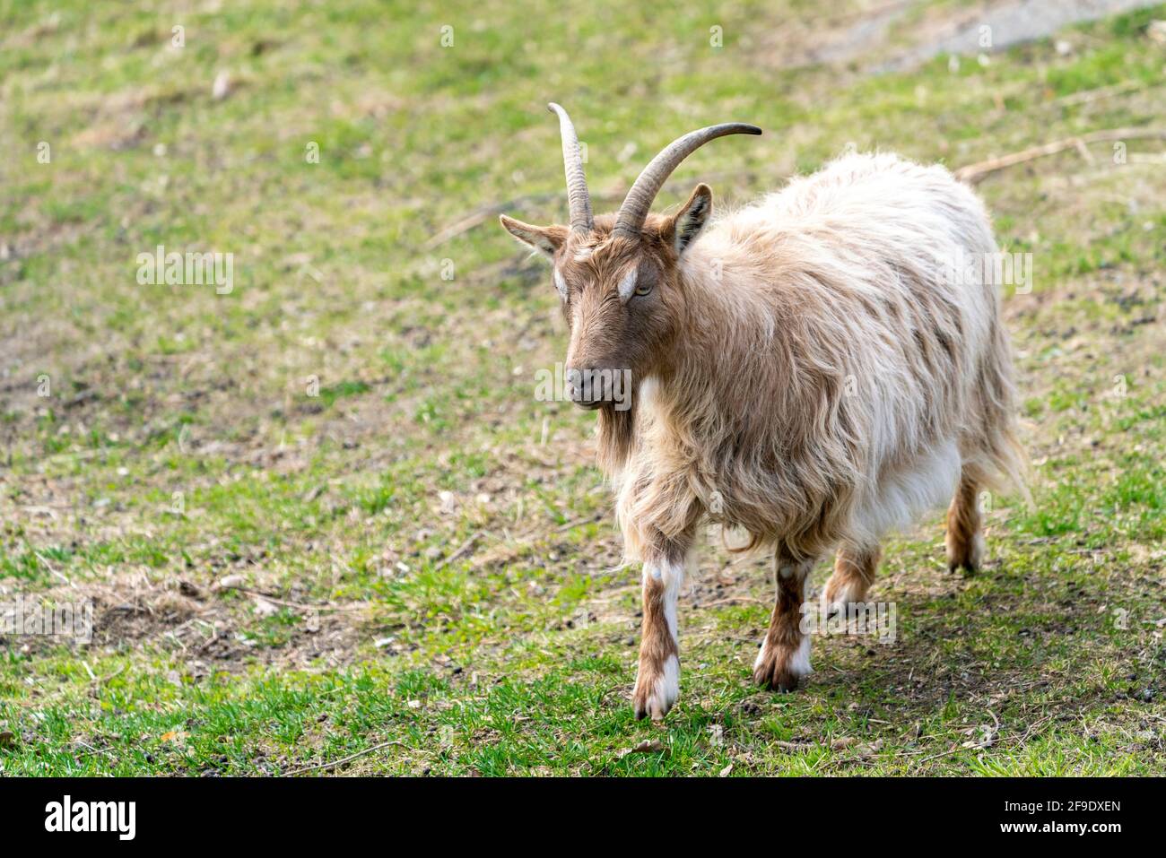 Goat Landrace Jamtgoat im Slotsskogen Zoo halten traditionelle Tiere Stockfoto