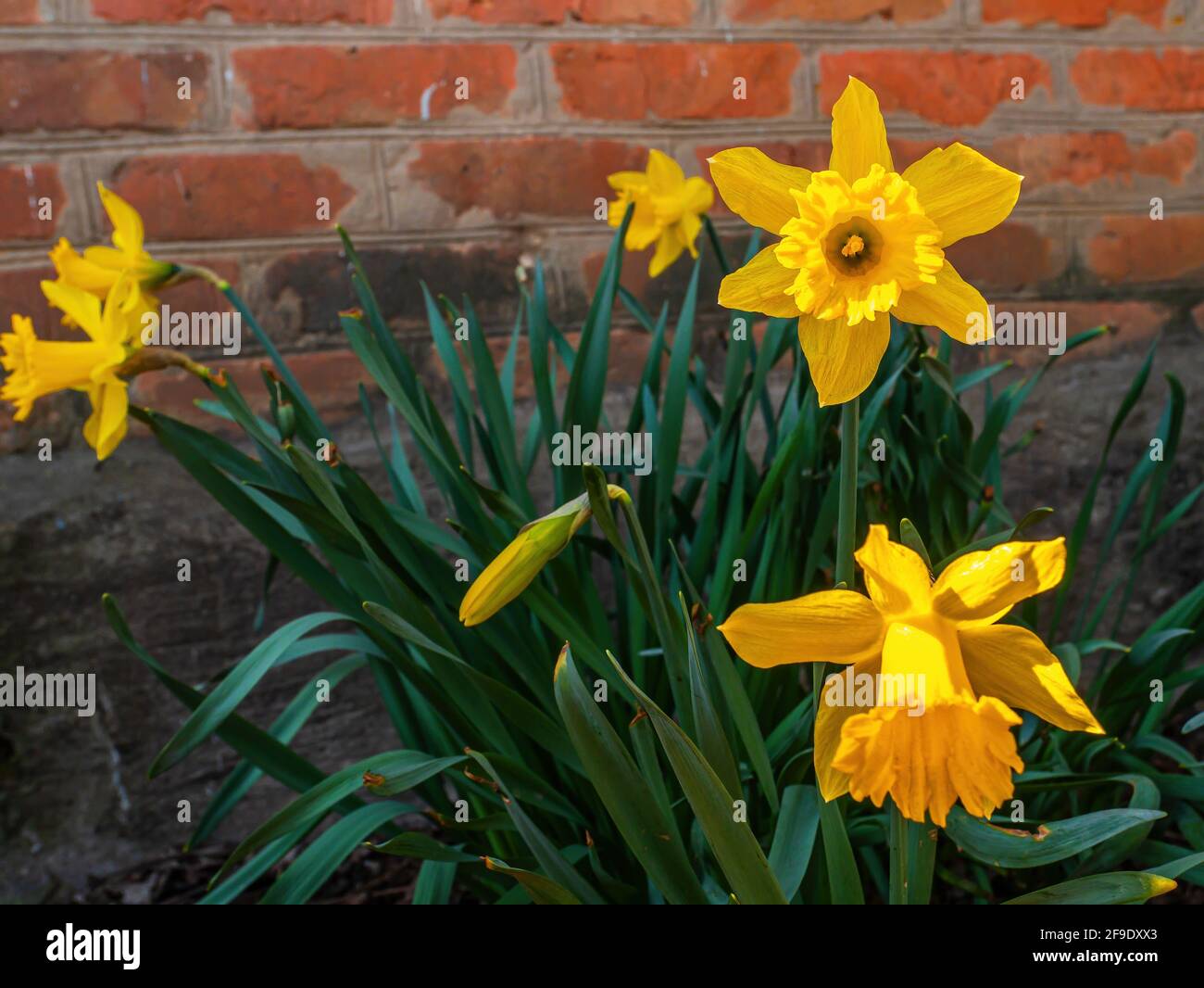 Blühende Blüten von gelben Narzissen mit grünen Blättern. Stockfoto
