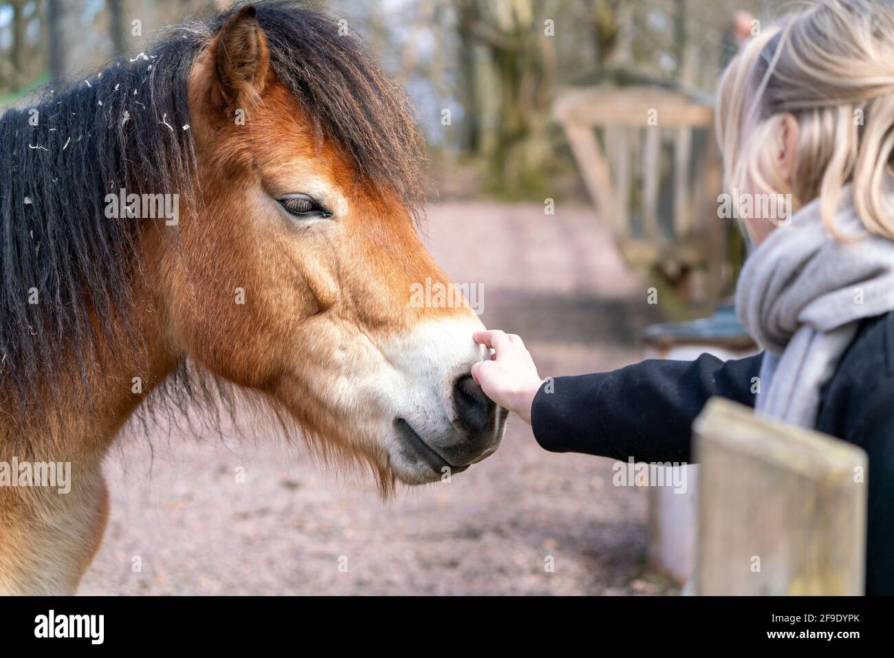 Petting Gotland russ, Gotland Pony Horse ist eine alte schwedische Pony Rasse. Stockfoto