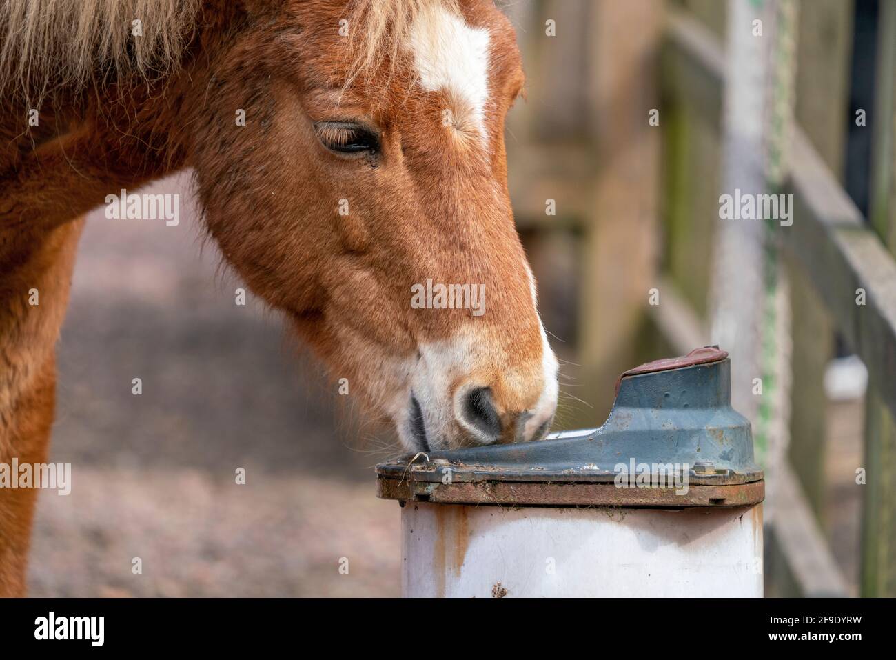 Gotland russ oder Gotland Pony Horse ist eine alte schwedische Pony Rasse. Stockfoto
