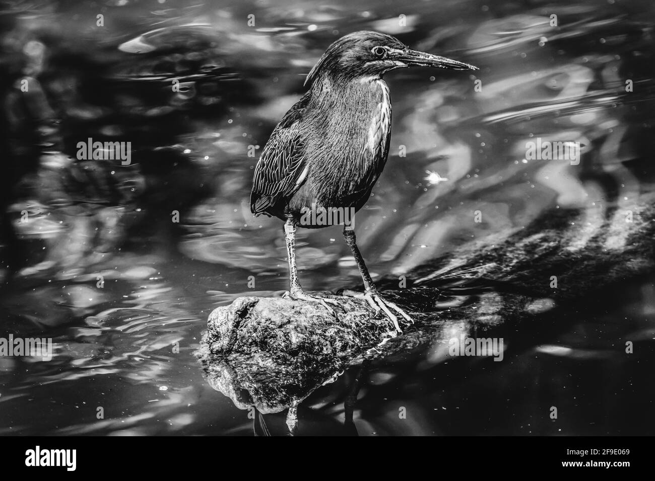 Schwarz und Weiß Grüner Reiher Angeln Florida Butorides virescens Stockfoto