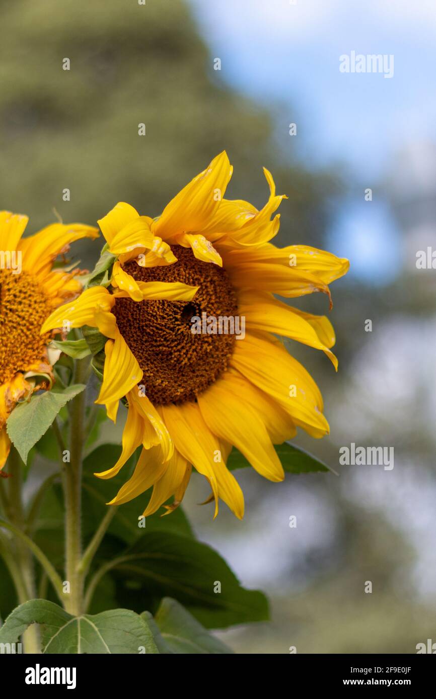 Sonnenblumen blühen. Stockfoto