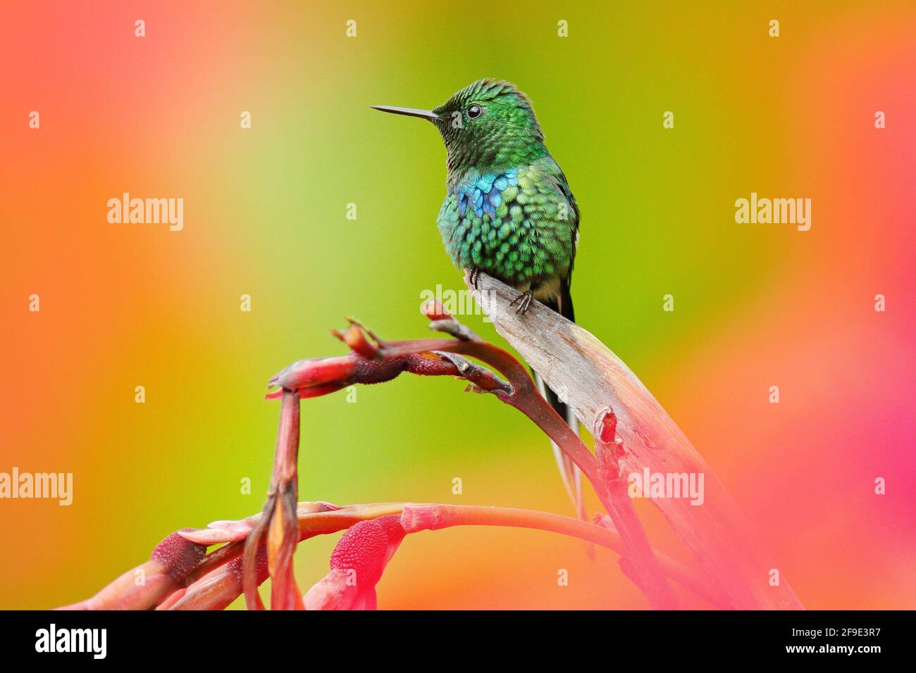 Schöner Kolibri mit grünem Dorn-Schwanz, Discosura conversii mit verschwommenen rosa und roten Blüten im Hintergrund, La Paz, Costa Rica. Stockfoto