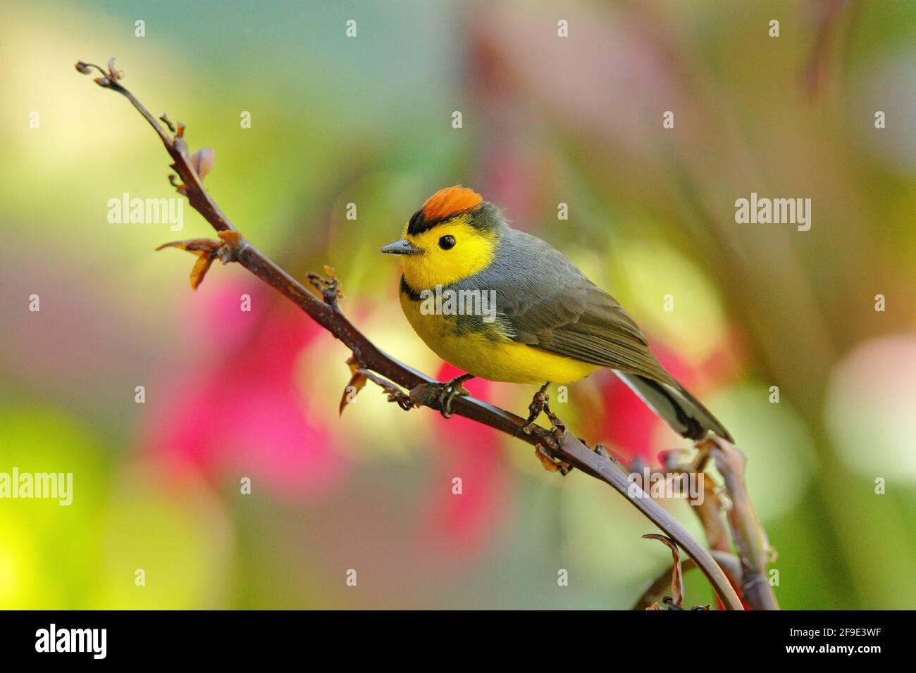 Brillenweißling, Myioborus melanocephalus, New World-Waldsänger aus Ecuador. Tangare im Naturlebensraum. Wildtierszene aus tropischer Natur. B Stockfoto