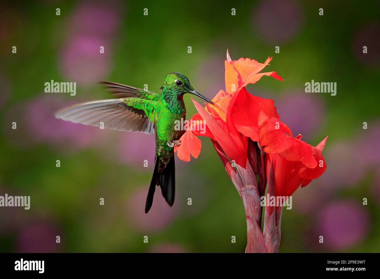 Hummingbird Green-Crowned Brilliant , Heliodoxa-Jacula, die neben einer wunderschönen orangeroten Blume mit Ping-Boom im Hintergrund, La Paz, Costa Ric, fliegt Stockfoto
