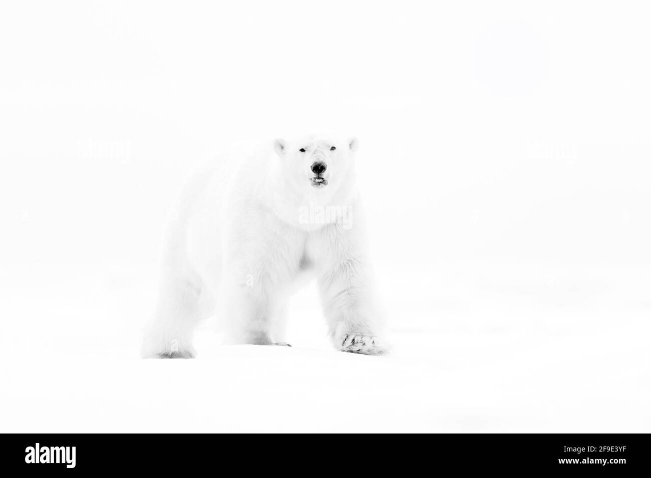 Eisbär am Drift-Eisrand mit Schnee und Wasser im russischen Meer. Weißes  Tier in der Natur Lebensraum, Europa. Wildlife-Szene aus der Natur.  Gefährliche Ba Stockfotografie - Alamy