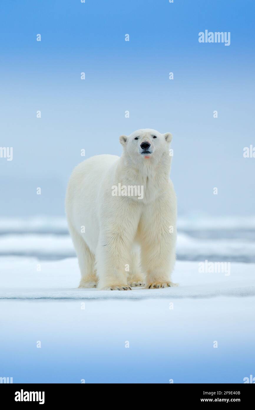 Eisbär am Drift-Eisrand mit Schnee und Wasser im Meer. Weißes Tier im Naturlebensraum, Nordeuropa, Spitzbergen, Norwegen. Wildlife-Szene aus der Natur Stockfoto