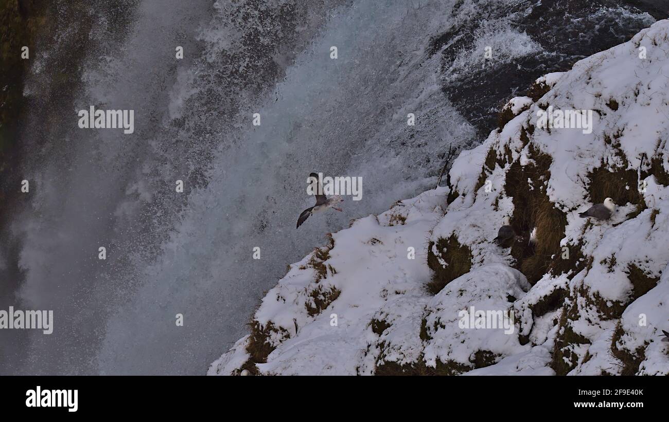 Nahaufnahme der Spitze des berühmten Wasserfalls Skógafoss mit nördlichem Eisvögel (Fulmarus glacialis), der in der Wintersaison mit Schnee herunterfällt. Stockfoto