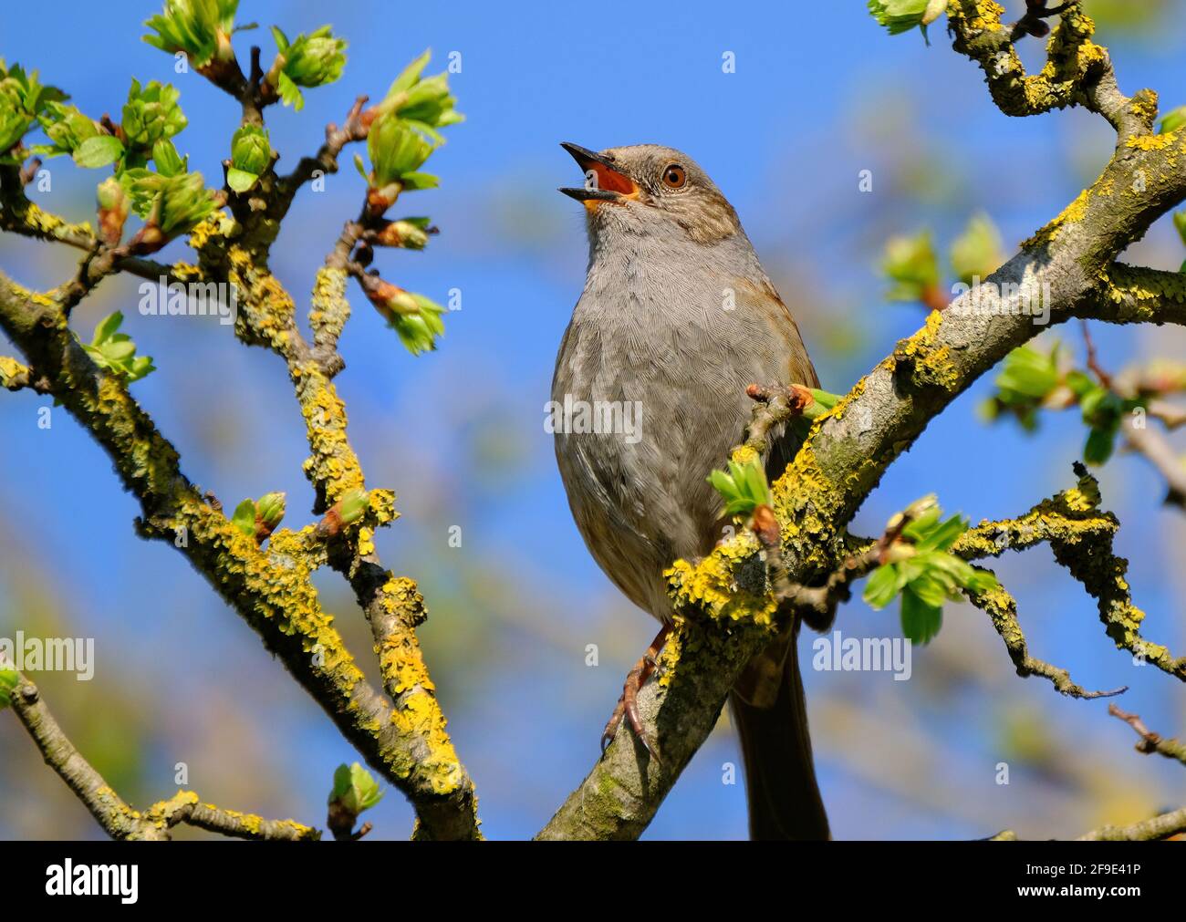 Der Dunnock ist ein kleiner Sperlingsvogel, der im gesamten gemäßigten Europa und im asiatischen Russland zu finden ist. Stockfoto
