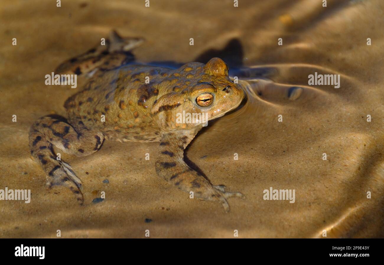 Der gewöhnliche Frosch, auch bekannt als europäischer gewöhnlicher Frosch, europäischer gewöhnlicher brauner Frosch oder europäischer Grasfrosch, ist ein semi-aquatisches Amphibium. Stockfoto