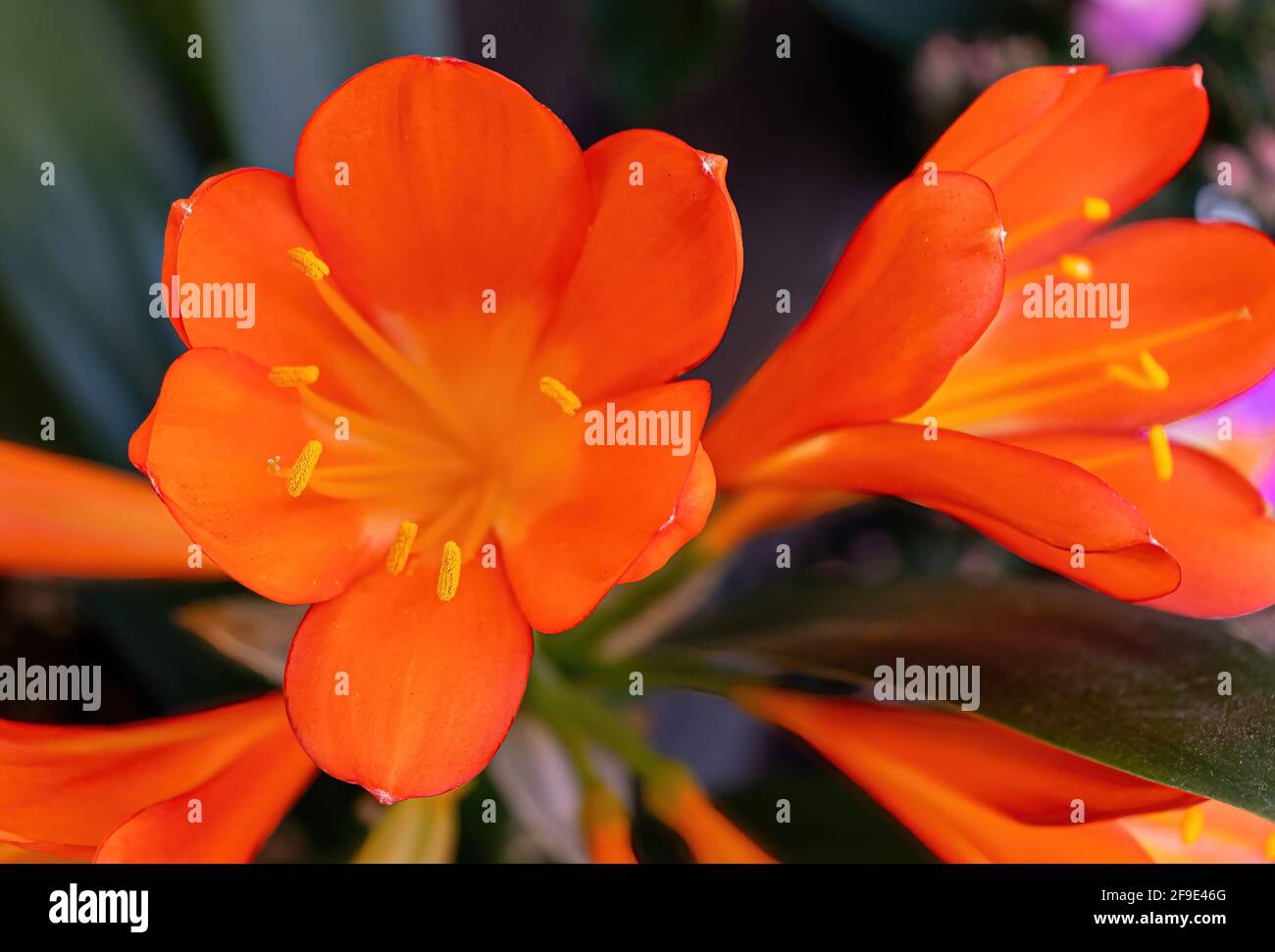 Durch die leuchtend orangefarbenen Blütenblätter werden die gelben Antheren einer Amaryllis-Blüte ziemlich herausragend. Stockfoto