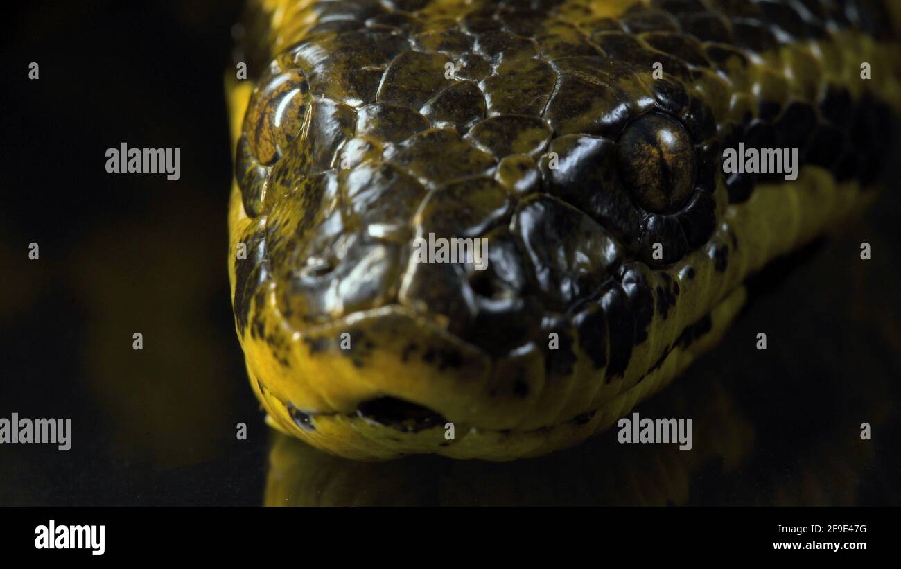 Makroaufnahmen von der Kamera Anaconda Stockfoto