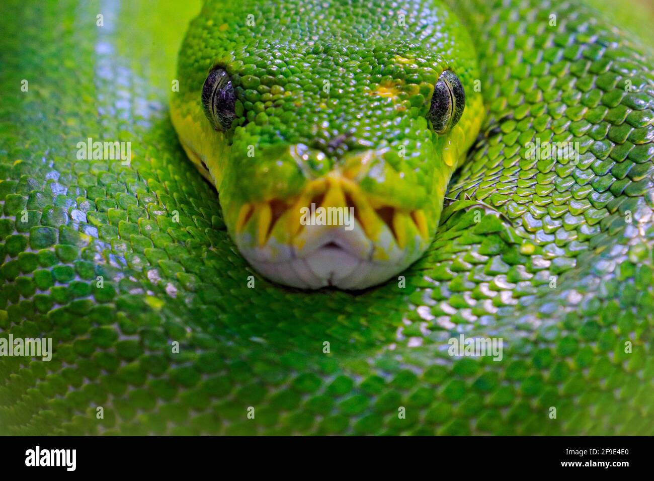 Grüner Baumpython, Morelia viridis, Schlange aus Indonesien, Neuguinea. Detail Kopf Porträt der Schlange, im Wald. Reptil im Waldlebensraum. Wil Stockfoto