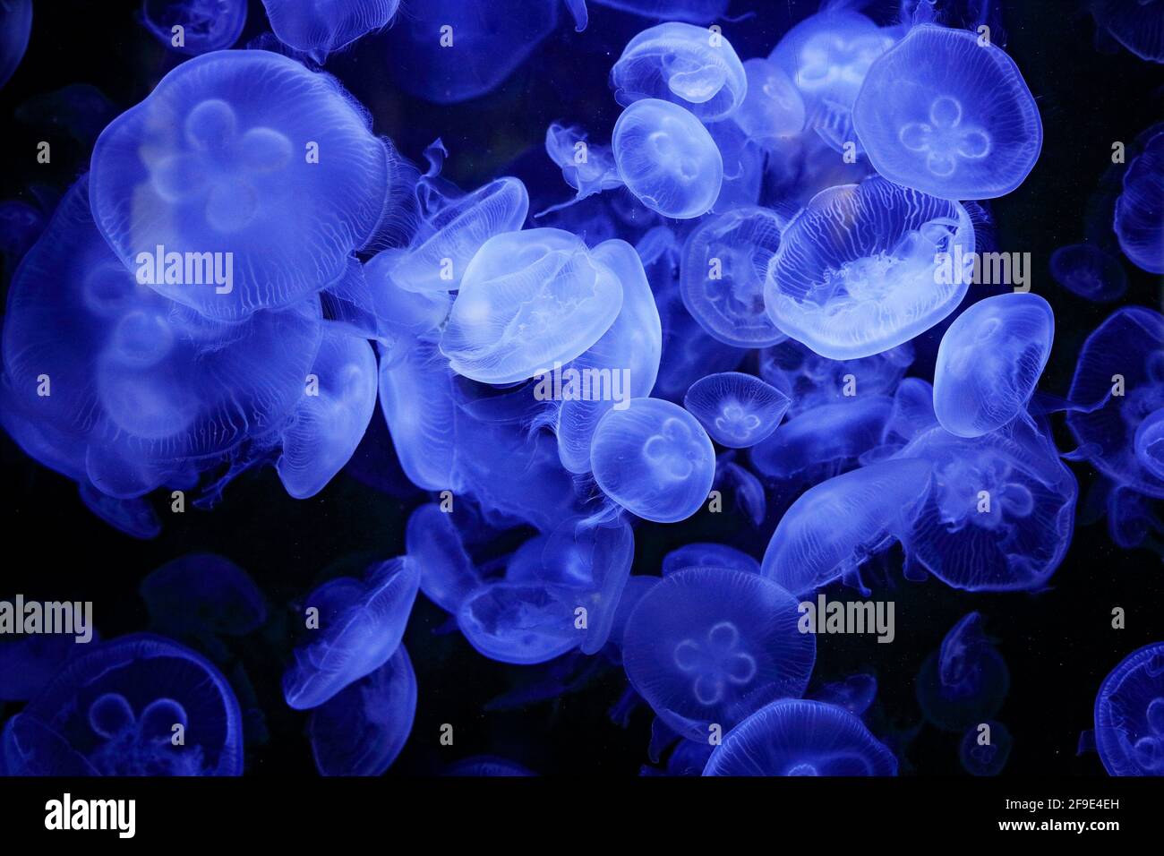 Aurelia labiata, Mondqualle, im dunklen Meerwasser. Weiße blaue Quallen im natürlichen Lebensraum Ozean. Wasserschwimmende Glocke medusa aus dem Pazifik, Japan A Stockfoto