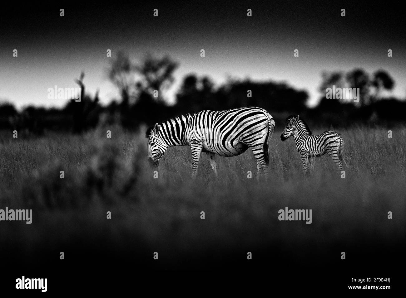 Zebra mit dunklem Sturmhimmel. Burchells Zebra, Equus quagga burchellii, Nxai Pan National Park, Botswana, Afrika. Wildes Tier auf der Wiese. Wildtiere na Stockfoto