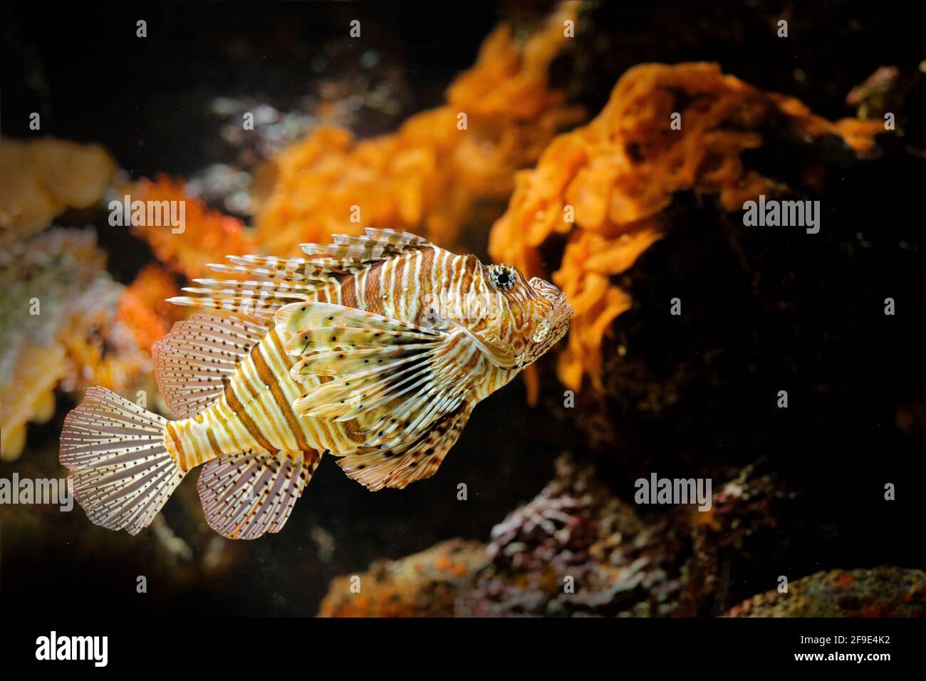 Pterois volitans, Red Lionfish, Gefahr Giftfisch im Meerwasser. Löwenfische im natürlichen Lebensraum Ozean. Unterwasserwelt. Stockfoto
