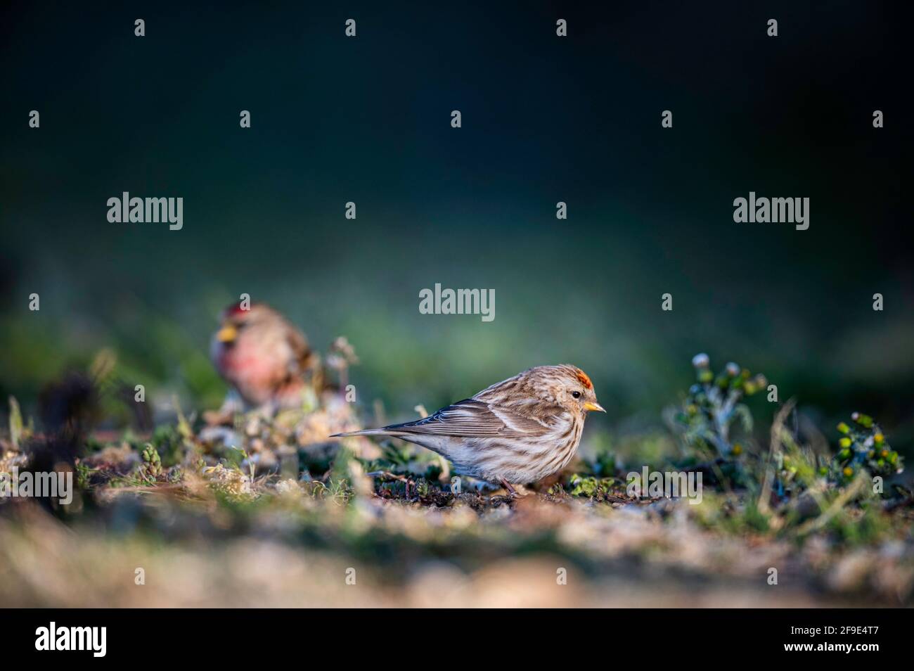 Männliche und weibliche Rotabstimmungen Carduelis Kabarett Fütterung am Boden.am Rande des Norfolk Farmland, Großbritannien. Stockfoto