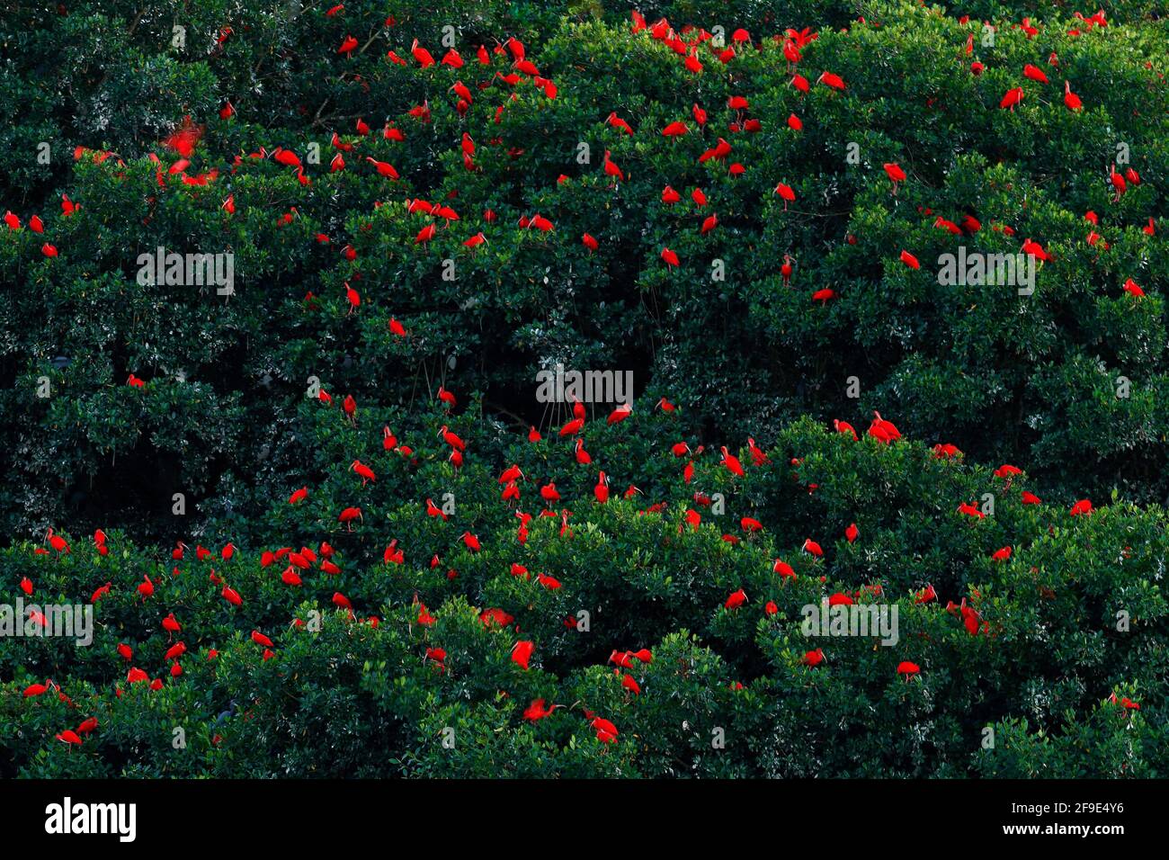 Scharlachrote Ibis, Eudocimus ruber, exotischer roter Vogel, Naturlebensraum. Große Vogelkolonie, die auf dem Baum sitzt, Caroni Swamp, Trinidad und Tobago, Karibik. Flo Stockfoto