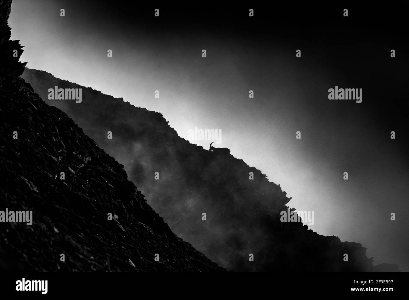 Alpine Ibex, Tier in Naturgestein Lebensraum, Frankreich. Nacht auf dem hohen Berg. Steinbock-Silhouette mit dunklen Abendwolken in den Alpen. Schwarz und Weiß Stockfoto