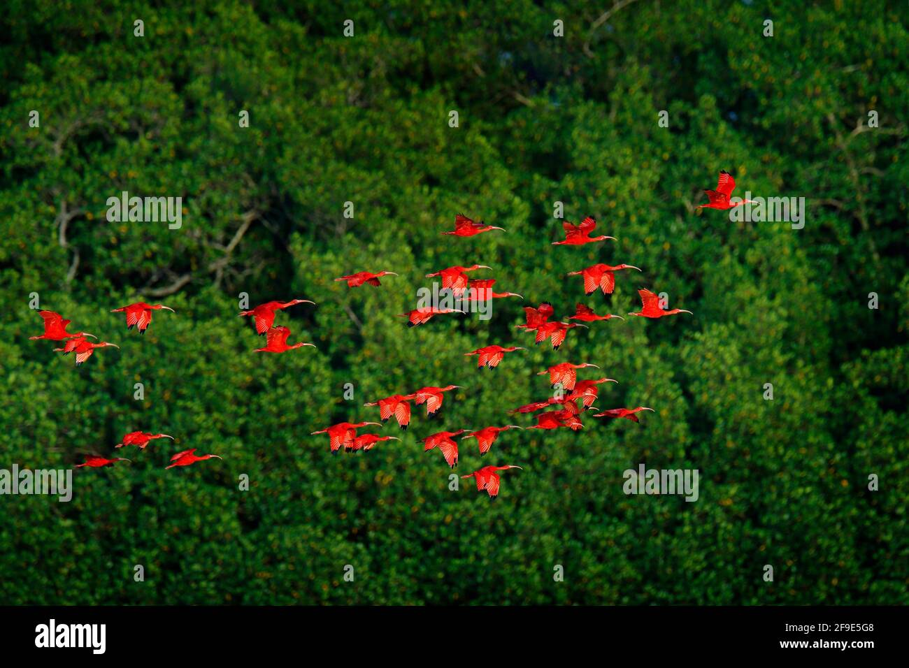 Scharlachrote Ibis, Eudocimus ruber, exotischer roter Vogel, Lebensraum in der Natur, Vogelkolonie auf dem Baum, Caroni Swamp, Trinidad und Tobago, Karibik. Flock o Stockfoto