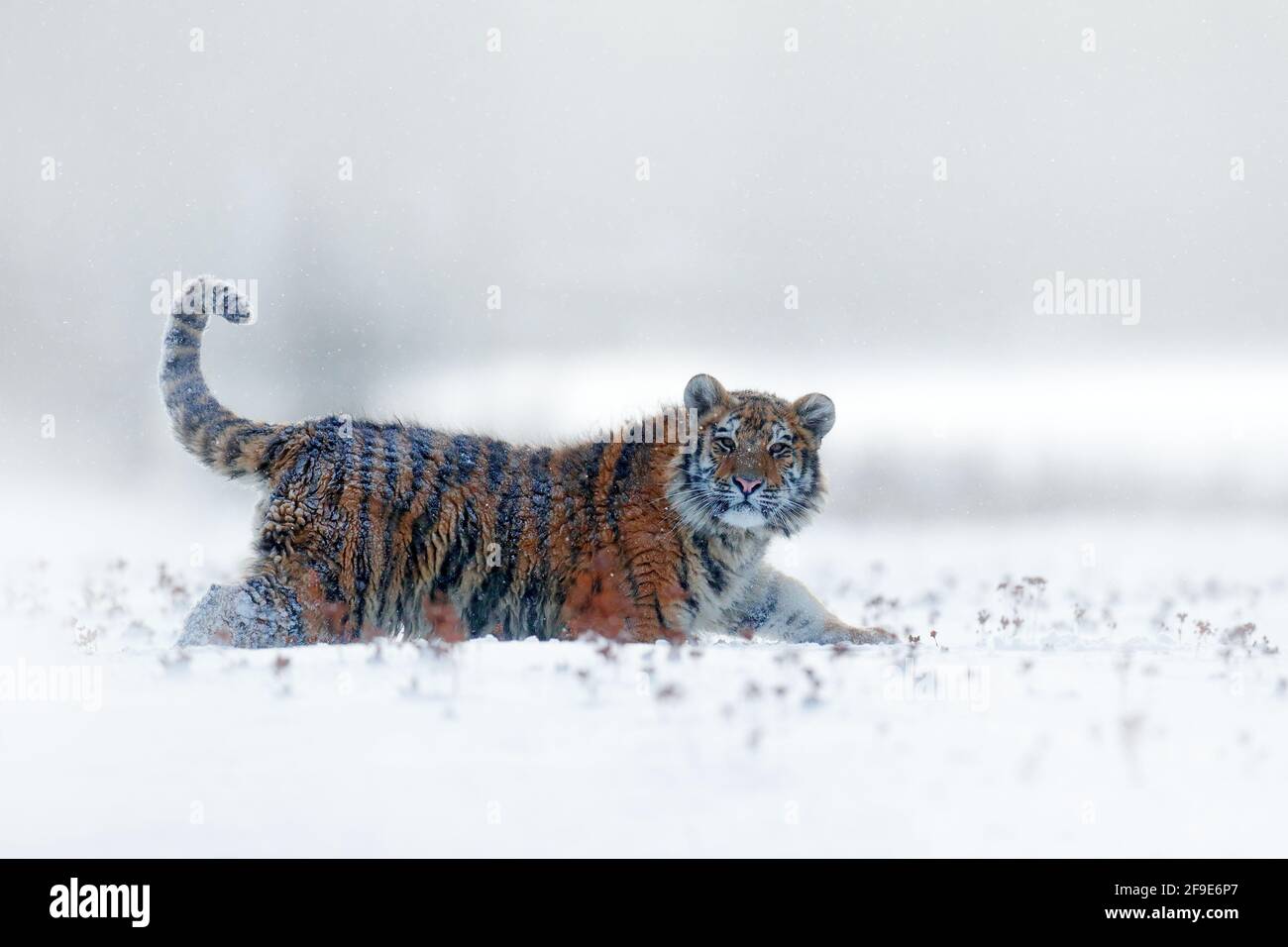 Tiger in wilder Winternatur, Laufen im Schnee. Sibirischer Tiger, Panthera tigris altaica. Action Wildlife-Szene mit gefährlichen Tieren. Kalter Winter in Stockfoto