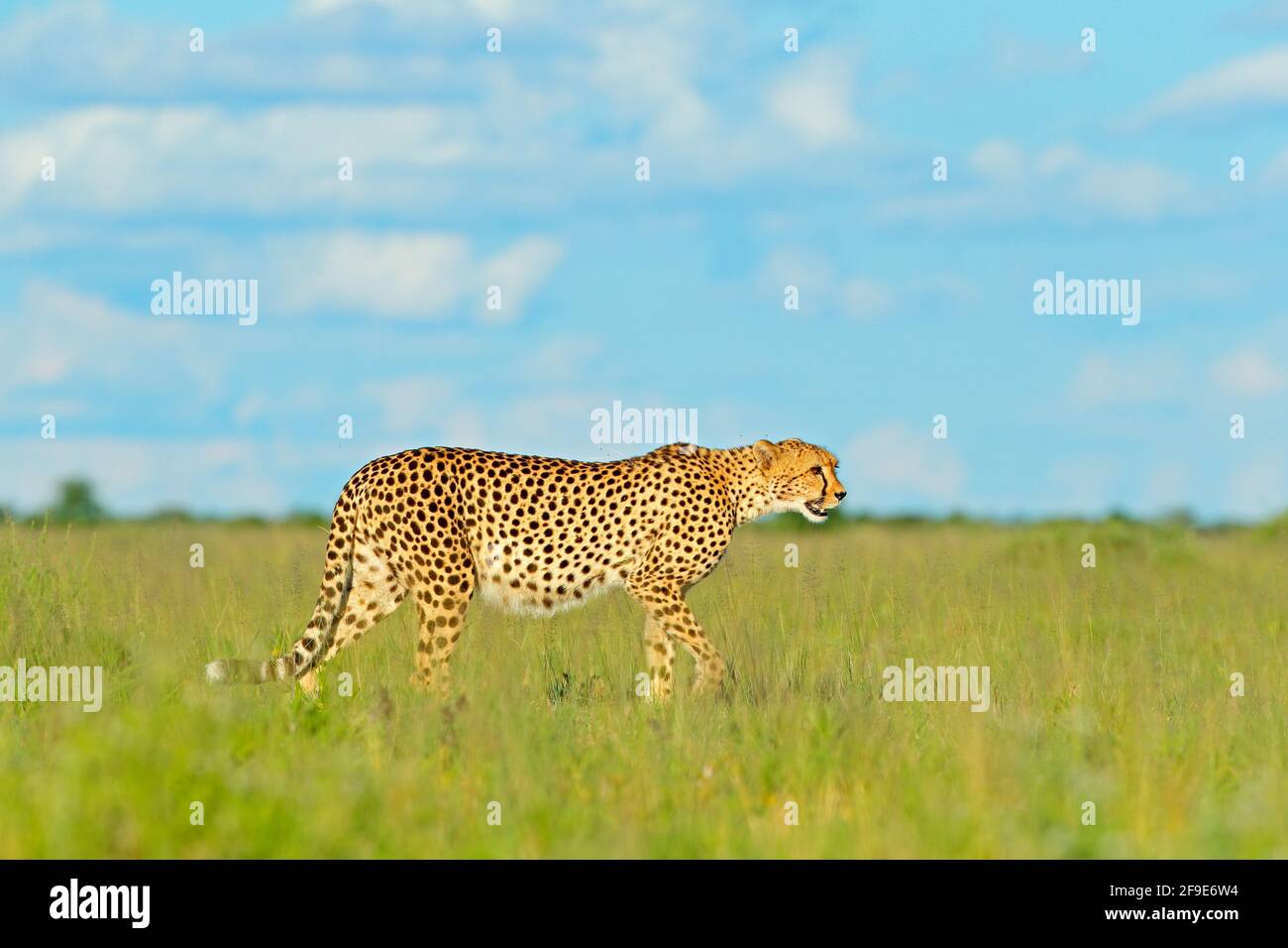 Gepard, Acinonyx jubatus, Wildkatze. Schnellstes Säugetier an Land, Botswana, Afrika. Gepard im Gras, blauer Himmel mit Wolken. Gefleckte Wildkatze Stockfoto