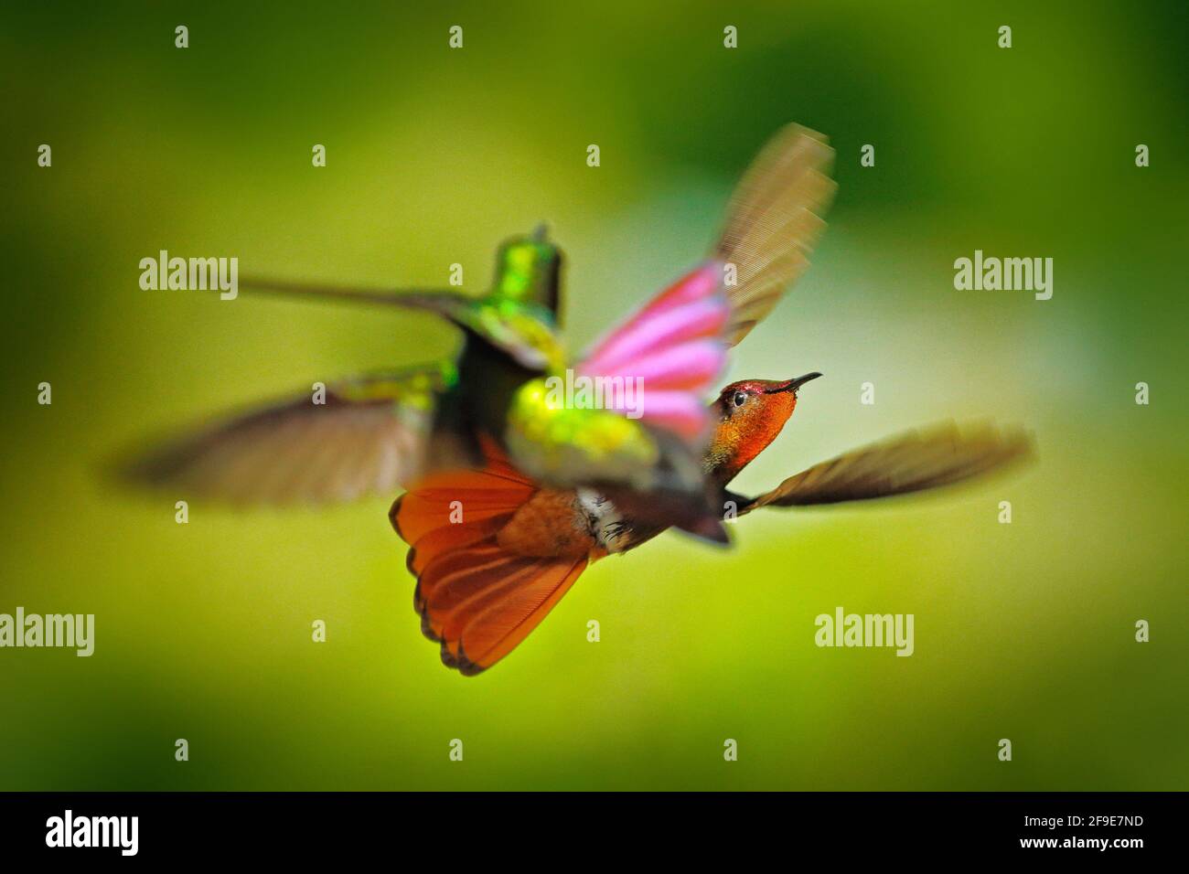 Kolibri-Kampf. Rot-gelber Ruby-Topaz Kolibri, Chrysolampis mosquitus, fliegend mit offenen Flügeln, Frontalansicht mit glänzend orangefarbenem Kopf, ausgebreitet Stockfoto