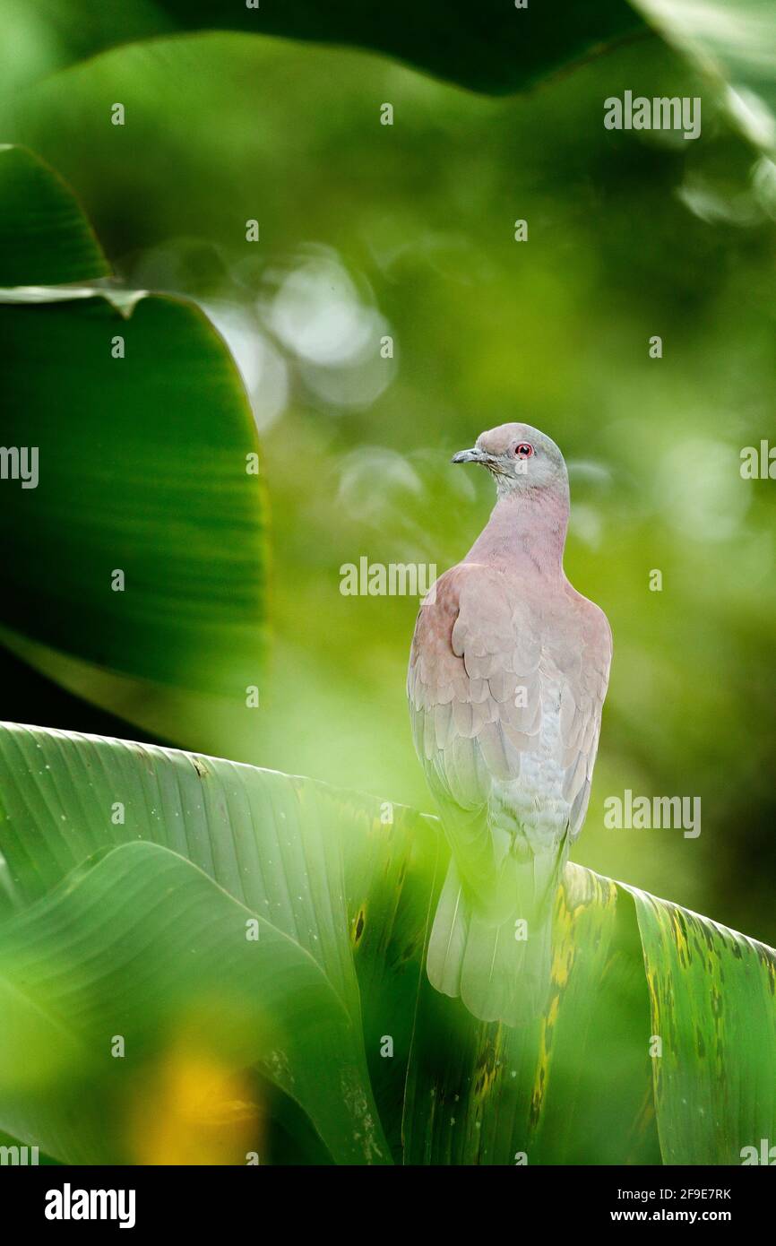 Patagioenas cayennensis, Pale-vented Pigeon, Vogel aus Arnos Vale, Trinidad und Tobago. Taube sitzt auf der grünen Palme verlassen. Wildtierszene aus, n Stockfoto