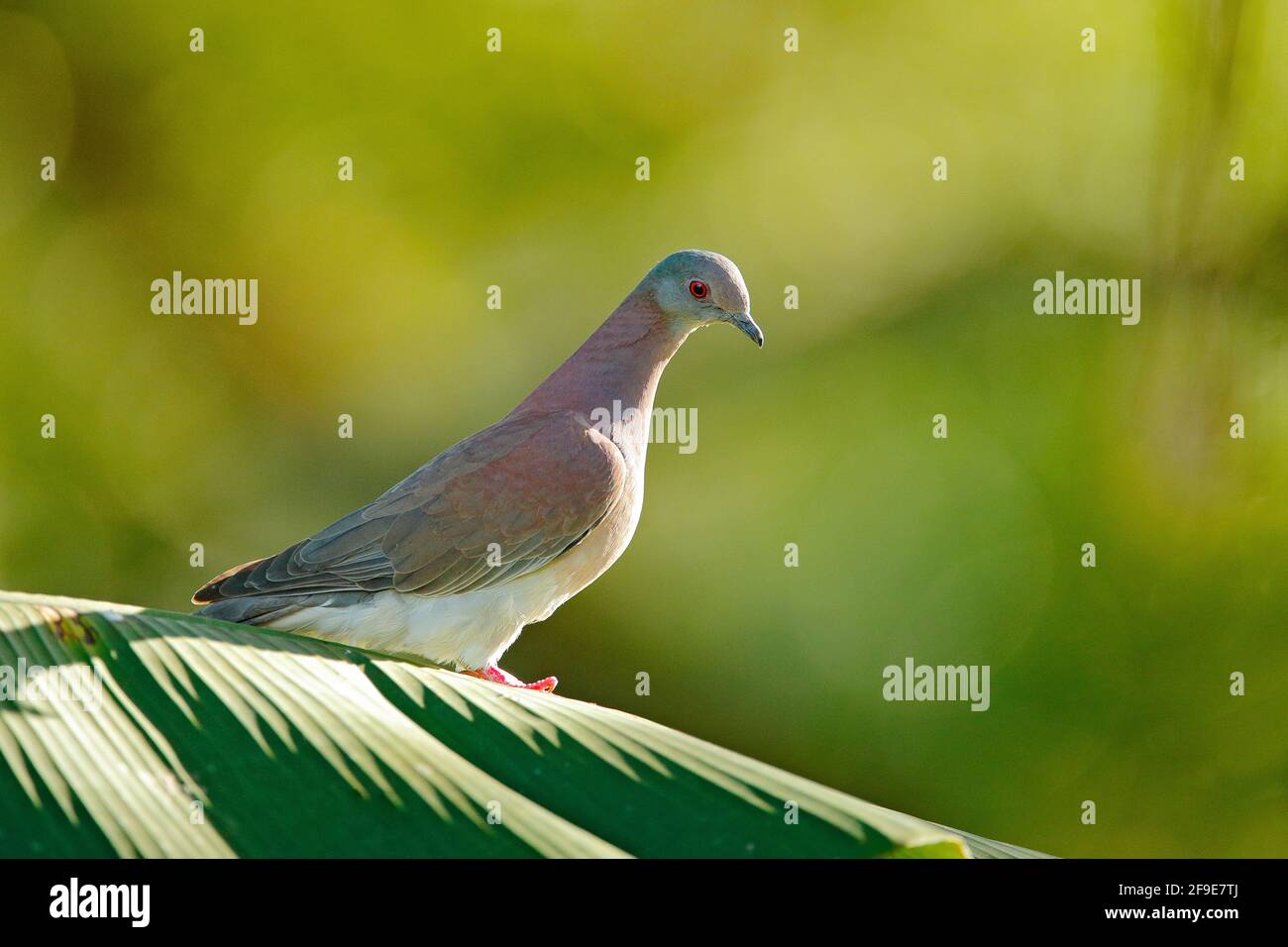 Patagioenas cayennensis, Pale-vented Pigeon, Vogel aus Arnos Vale, Trinidad und Tobago. Taube sitzt auf der grünen Palme verlassen. Wildtierszene von na Stockfoto