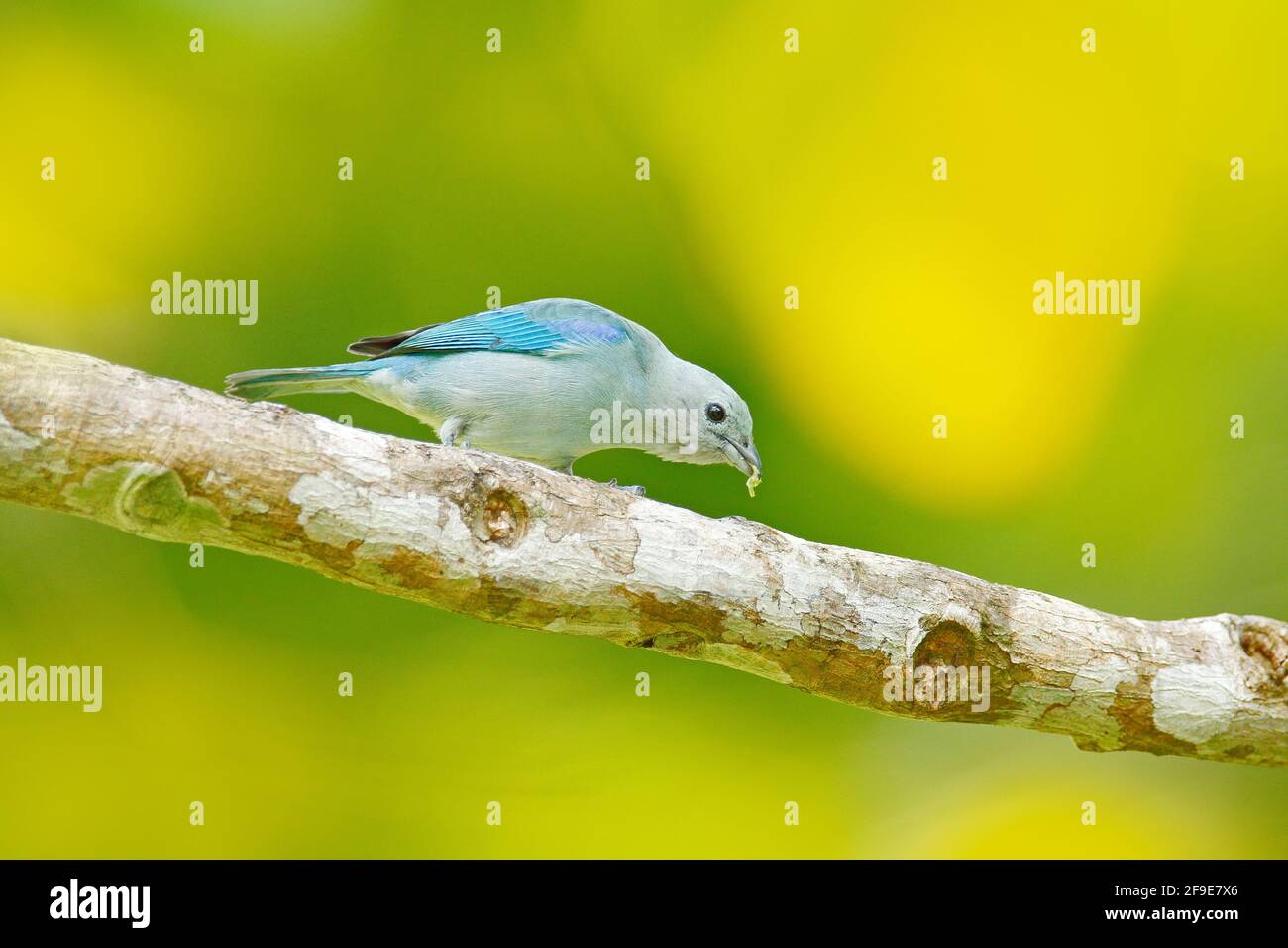 BPZ TR082 2012 Regenbogenland Stimmungsbarometer *Vogel blau* 