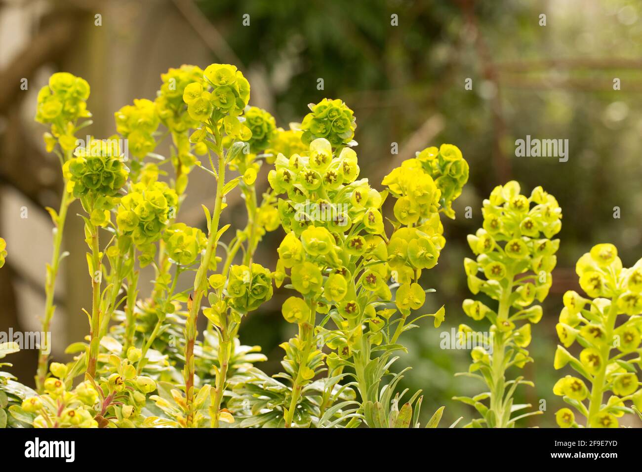 Ein blühendes Exemplar von Ephorbia Humpty Dumpty, das Anfang April in einem Gartencenter ausgestellt wurde. England GB Stockfoto