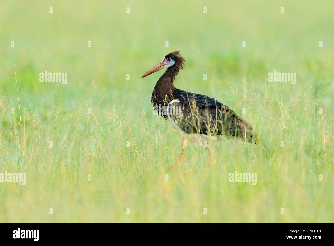 Abdim-Weißbauchstorch, Ciconia abdimii, der im Gras, Okavango-Delta, Moremi, Botswana, spaziert. Fluss mit Vogel in Afrika. Storch in der Natur marschieren Stockfoto