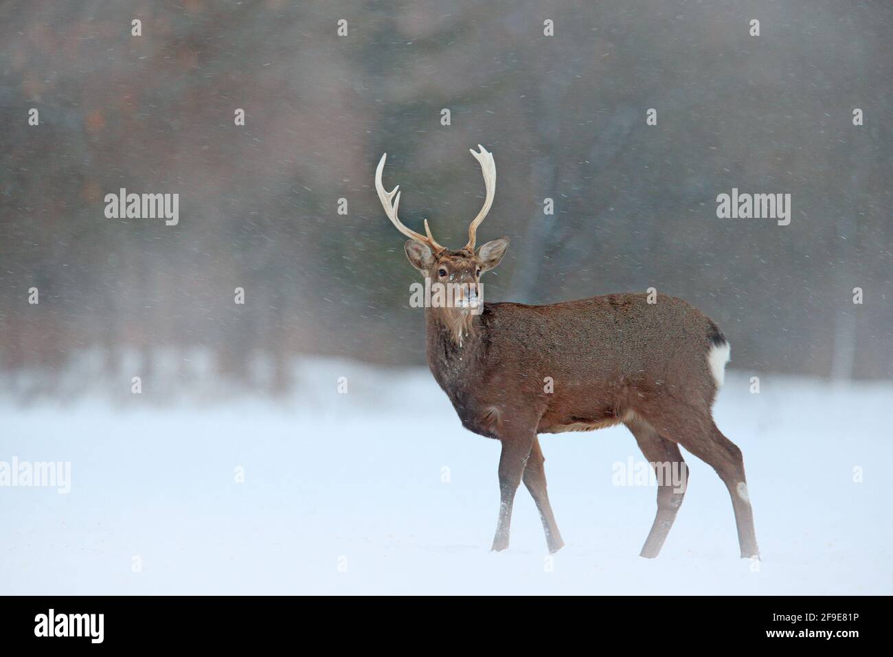 Tier mit Geweih im Naturlebensraum, Winterszene aus Japan. Hokkaido sika-Hirsch, Cervus nippon yesoensis, auf der verschneiten Wiese.Tier mit Ameisenbauch Stockfoto
