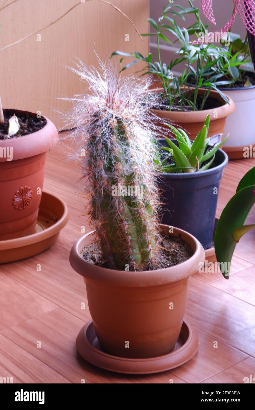 Tall Cactus und andere Zimmerpflanzen im Innenbereich Stockfoto