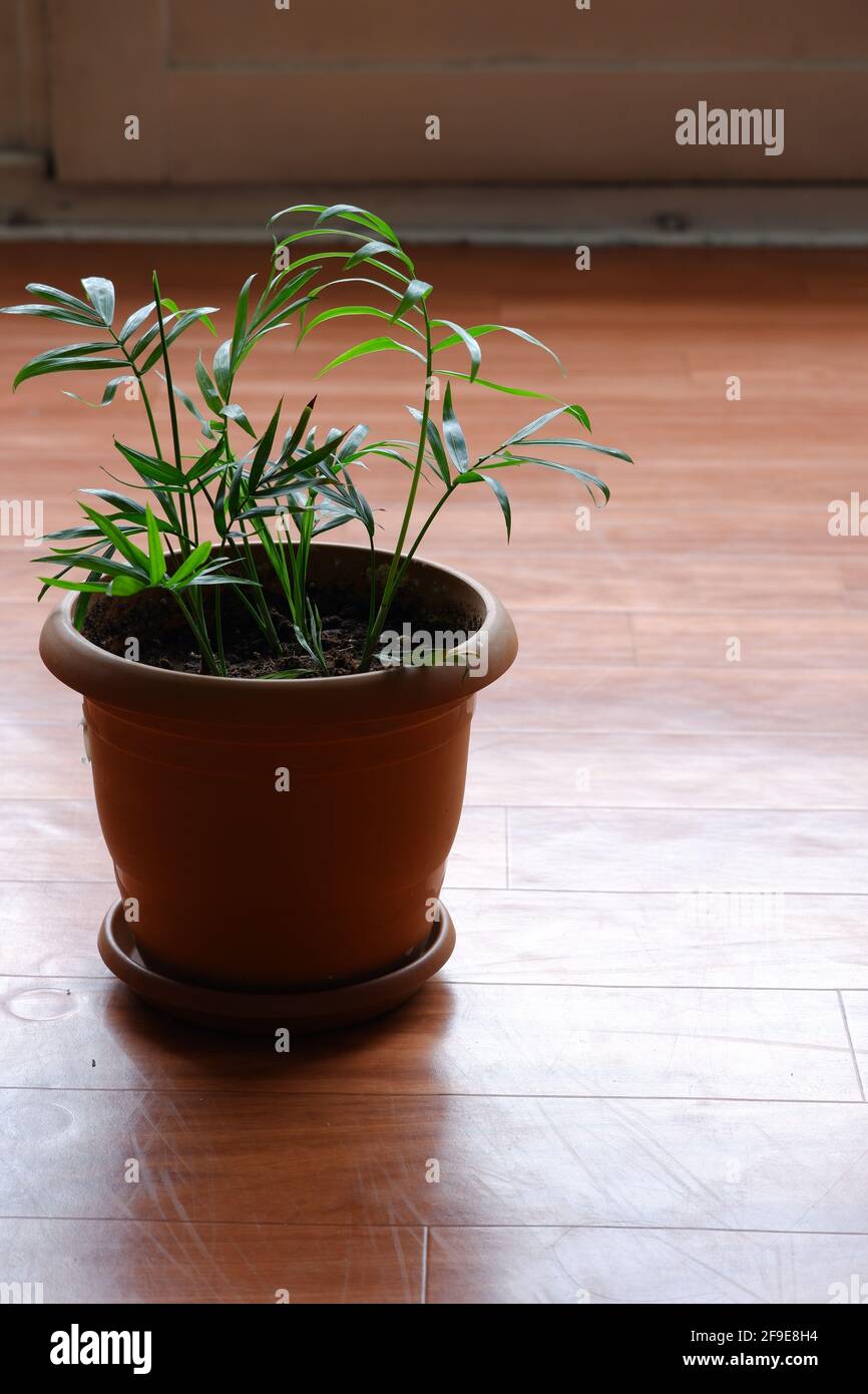 Zimmerpflanze innen auf dem Boden Stockfoto