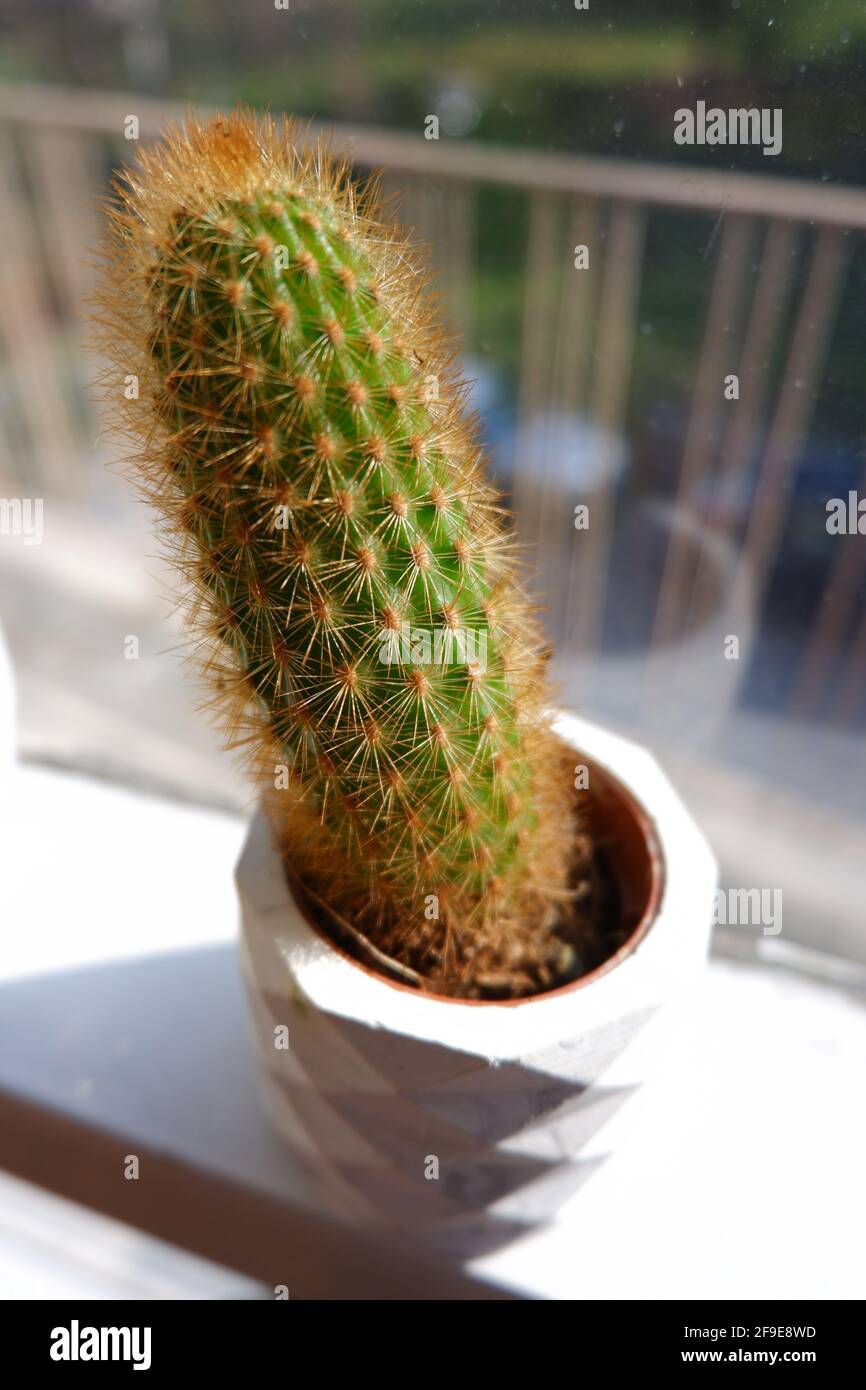 Vertikal wachsender kleiner Kaktus Indoor vor einem Fenster Mit Sonnenlicht an einem kleinen weißen Blumentopf Stockfoto