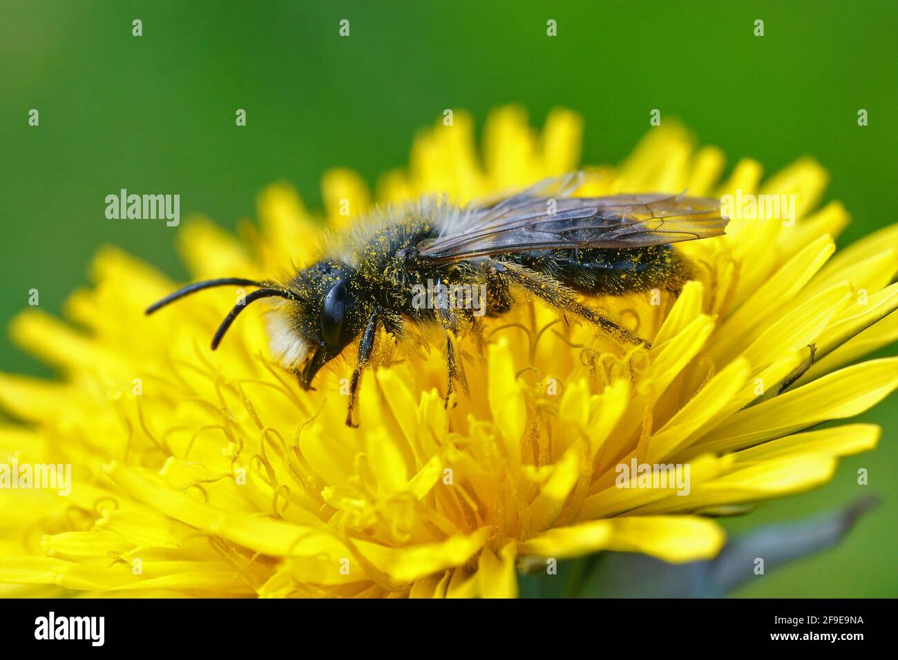 Eine Nahaufnahme einer männlichen graurückigen Bergbaubiene, die mit bedeckt ist Pollen von einem Dandelion Stockfoto