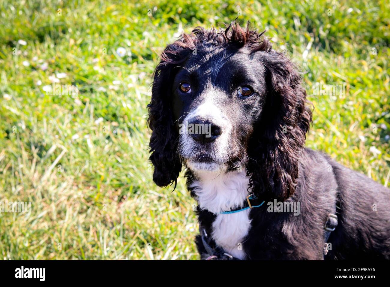 Schwarz-weißer Cocker-Spaniel-Hund Stockfoto