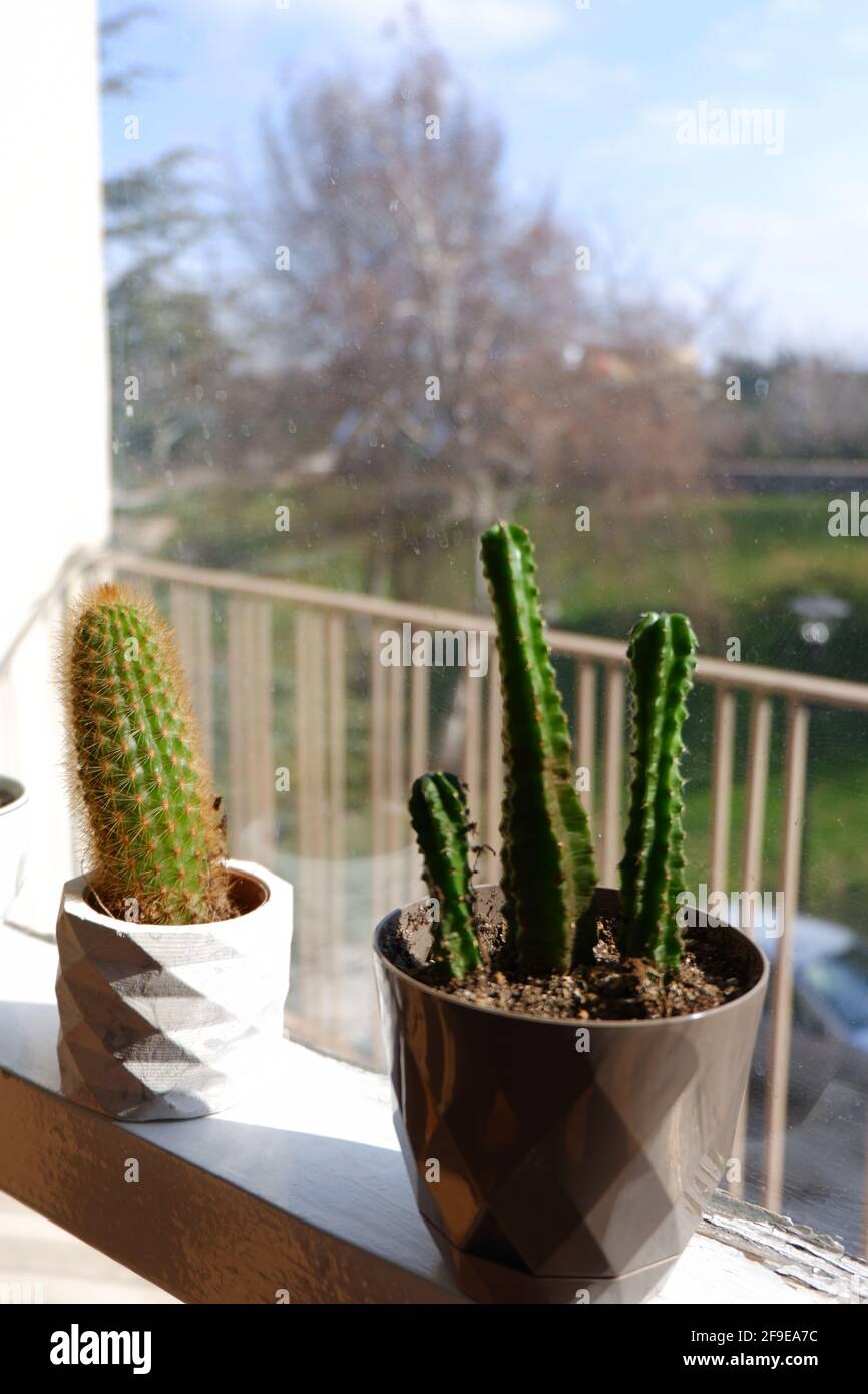 Succulent Cactus Indoor vor einem Fenster mit Sonnenlicht Stockfoto