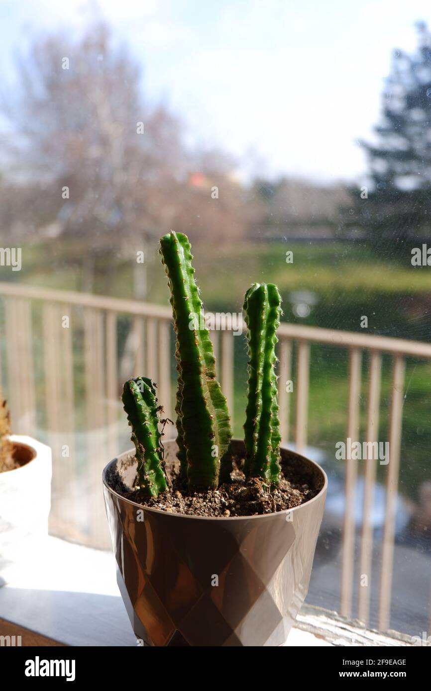 Succulent Cactus Indoor vor einem Fenster mit Sonnenlicht Stockfoto