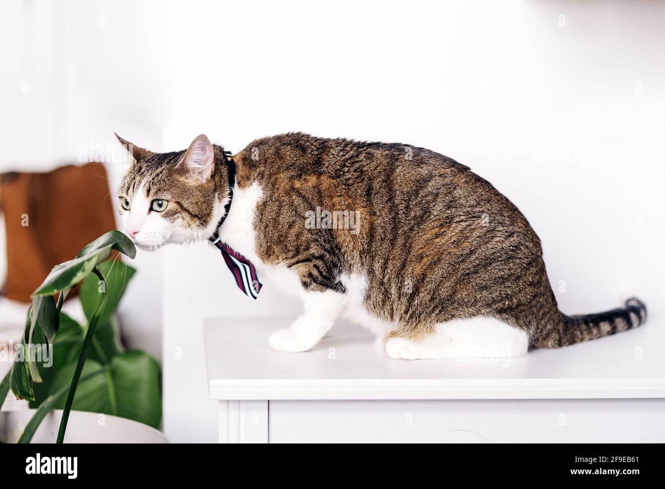 Entzückende Katze mit gestreiftem Mantel im Kragen riechende Pflanzenblatt Auf dem Tisch sitzen und im Haus wegschauen Stockfoto