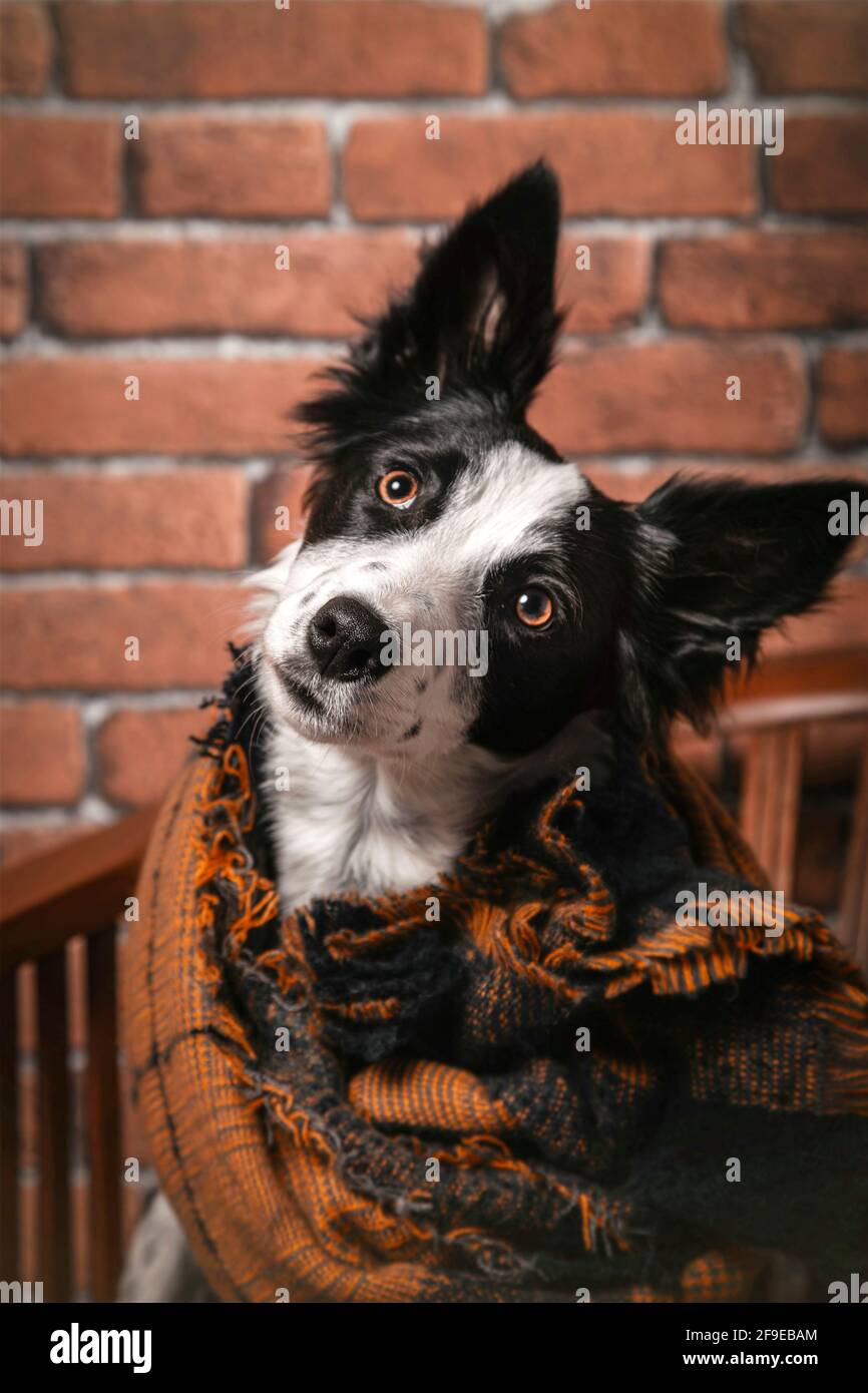 Cute flauschige Grenze Collie Hund in warme Decke sitzend gewickelt Auf Holzstuhl zu Hause Stockfoto