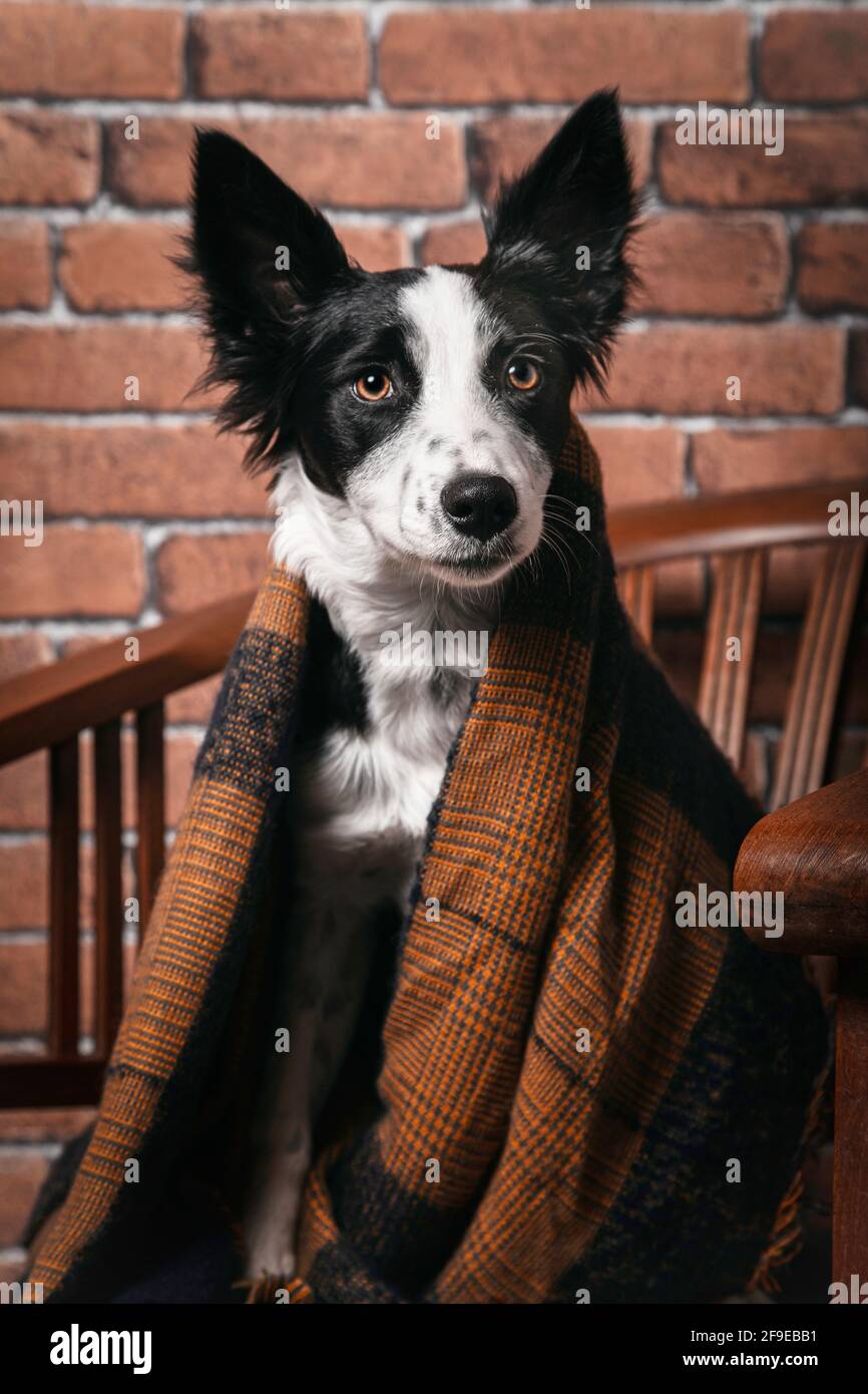 Cute flauschige Grenze Collie Hund in warme Decke sitzend gewickelt Auf Holzstuhl zu Hause Stockfoto