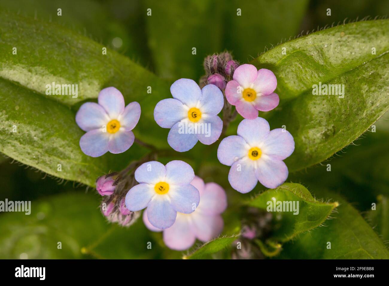 Ein blühendes Beispiel von Myosotis My Oh My, das Anfang April in einem Gartencenter ausgestellt wurde. England GB Stockfoto