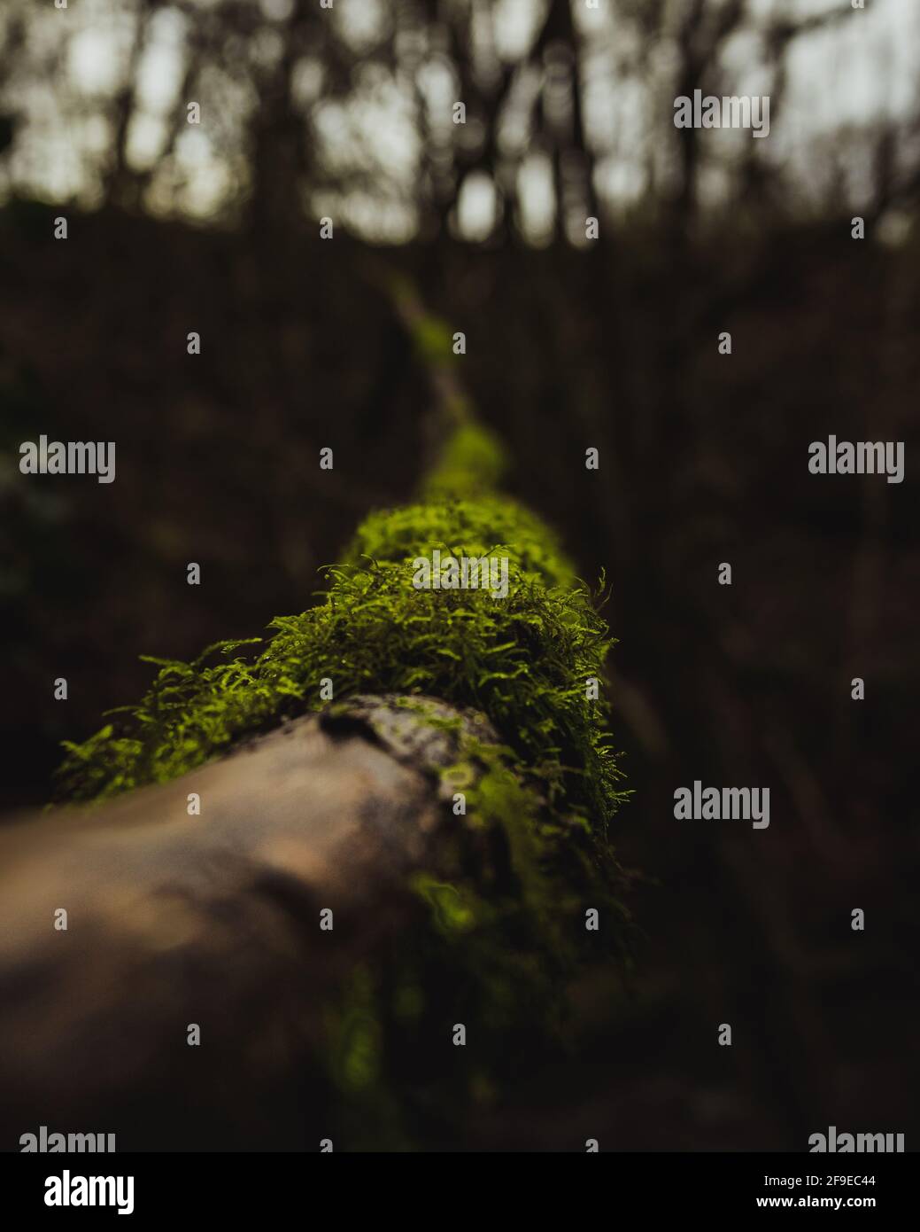 Ein moosbedeckter Baumstamm im Wald Stockfoto